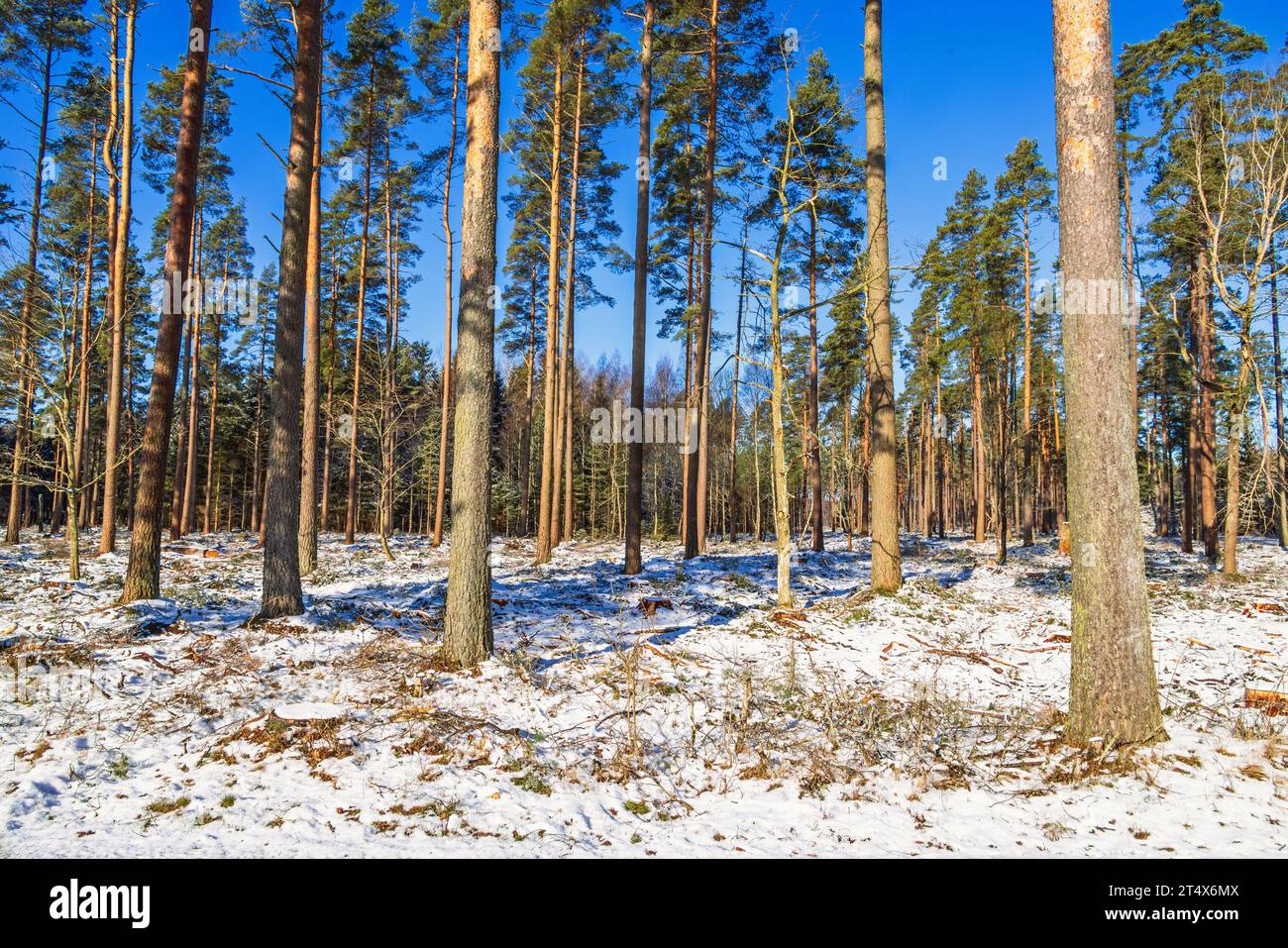 Dünner Kiefernwald mit Schnee auf dem Boden Stockfoto