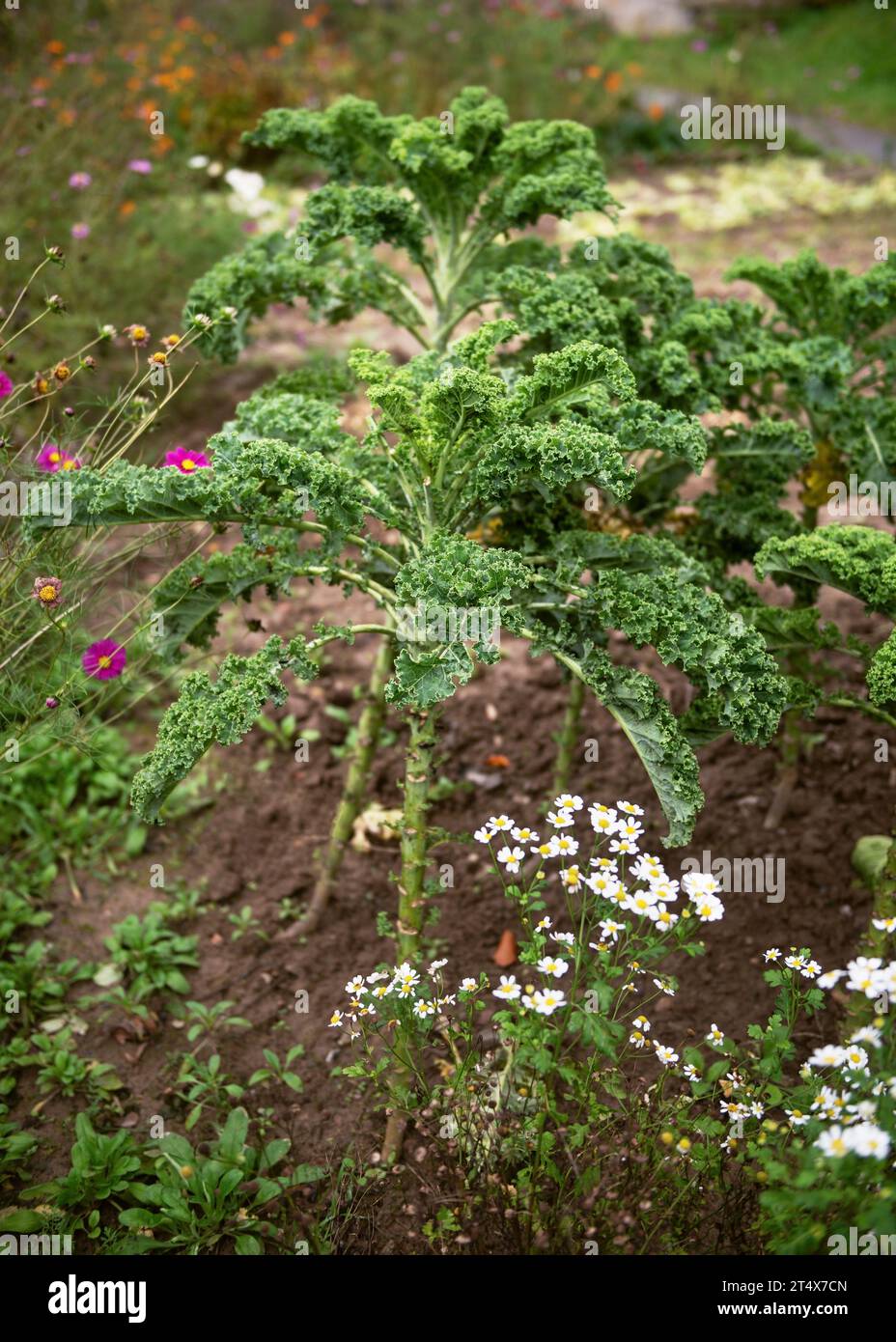Grünkohl auf natürlichem Bio-Boden im Spätherbst-Gemüsegarten. Gartenbau- oder Erntekonzept. (Brassica oleracea var. Sabellic Stockfoto