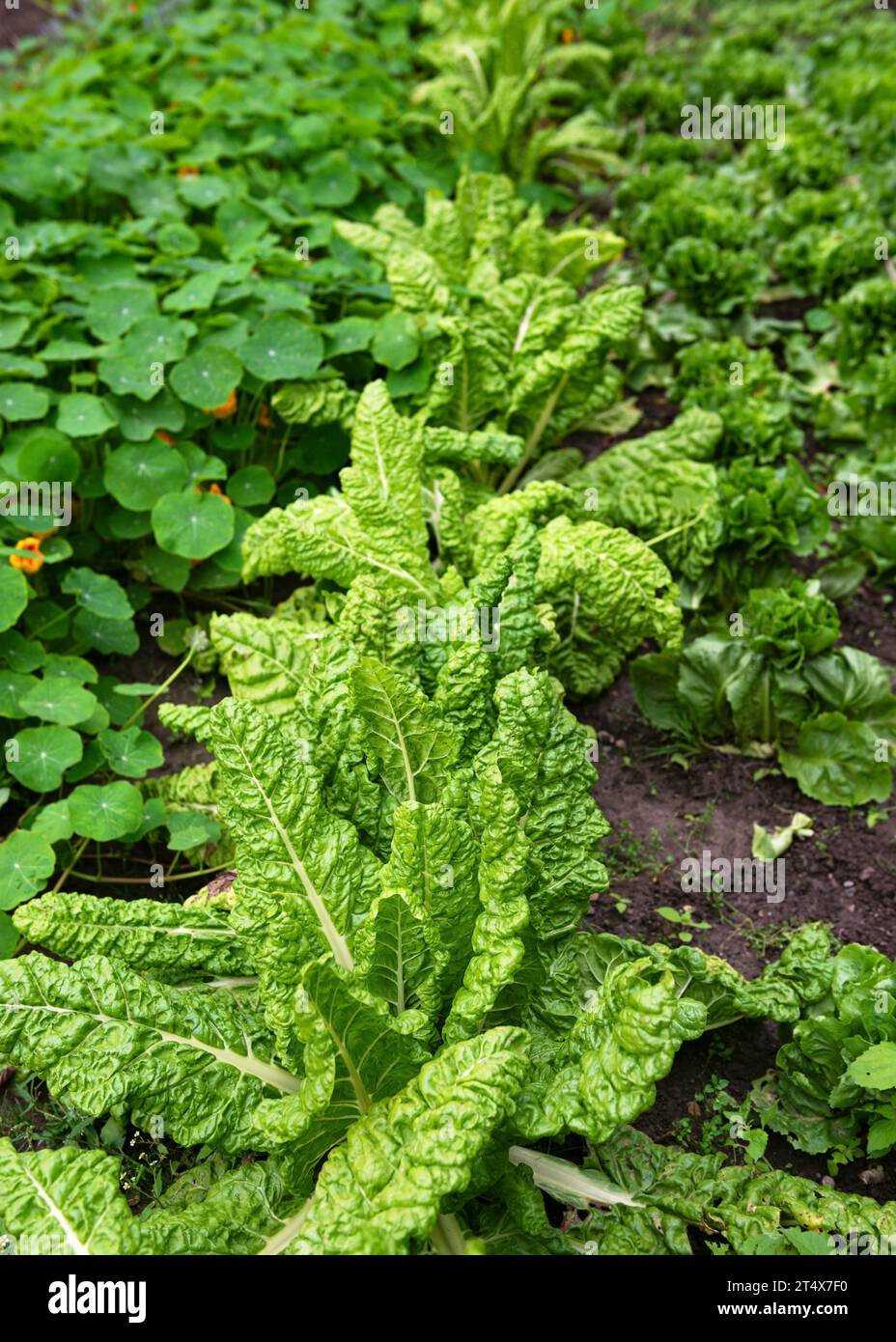 Grüne Blätter von Rüben, die im ökologischen Gemüsegarten gepflanzt werden. Landwirtschaftskonzept. (Beta vulgaris) Stockfoto