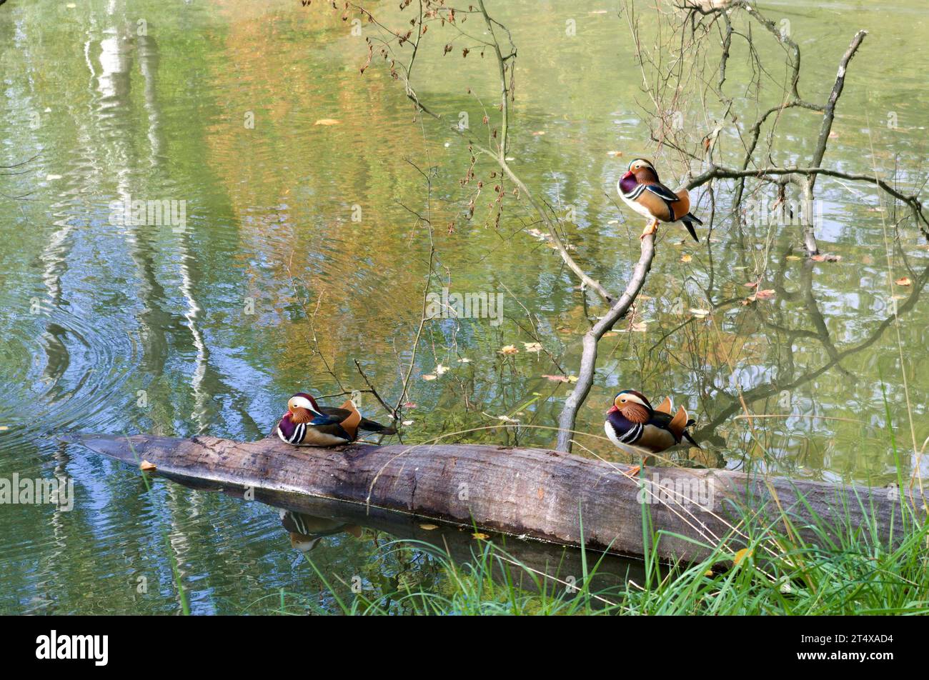 Eine Gruppe von Mandarinenenten ruht Stockfoto