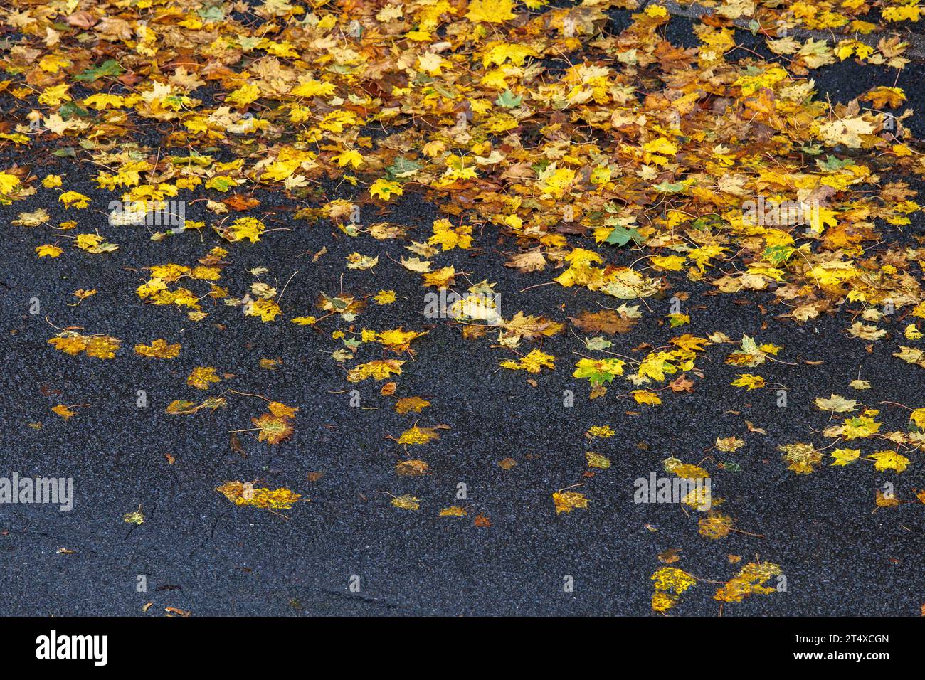 Eine regennasse Straße und Bürgersteig bedeckt mit nassen Herbstblättern, Nordrhein-Westfalen, Deutschland regennasse Straße und Buergersteig bedeckt mit nassem He Stockfoto