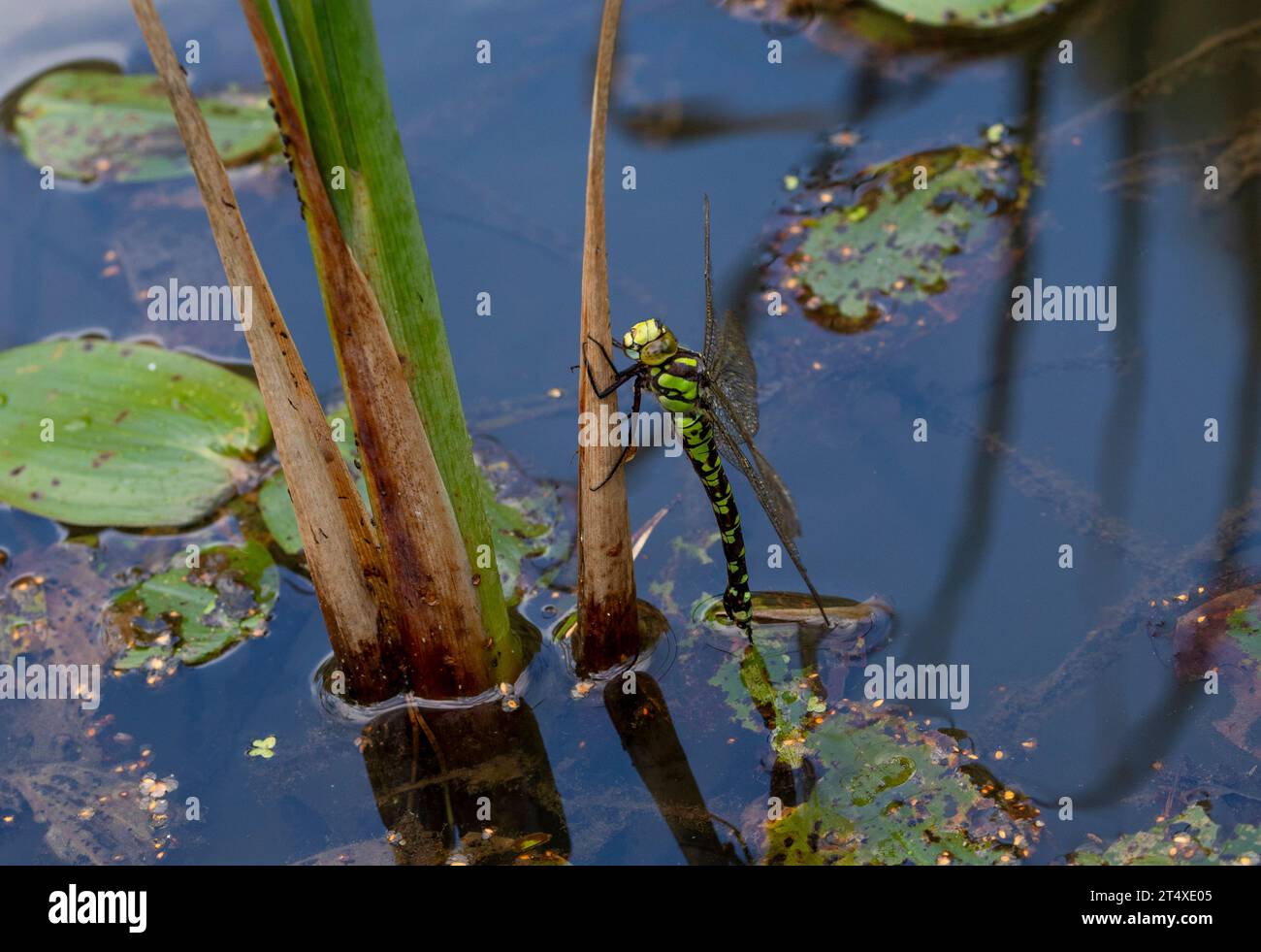 Southern Hawker Dragonfly Weibchen, das Eier legt Stockfoto