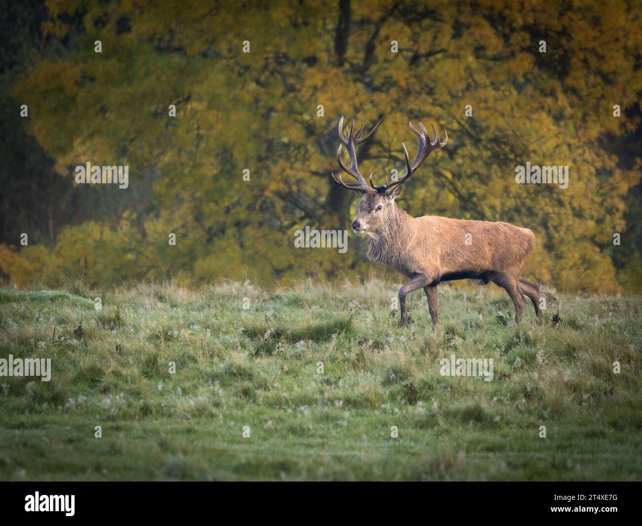 Ein Hirsch aus der Ferne. Knutsford, Großbritannien: URKOMISCHE BILDER von Rotwild, die andere Hirsche warnen, um sich von ihren Weibchen fernzuhalten Stockfoto