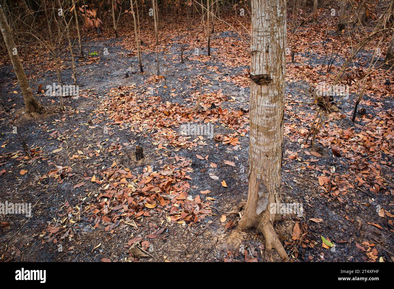Waldbrände treten in tropischen Wäldern während der Trockenzeit auf Stockfoto