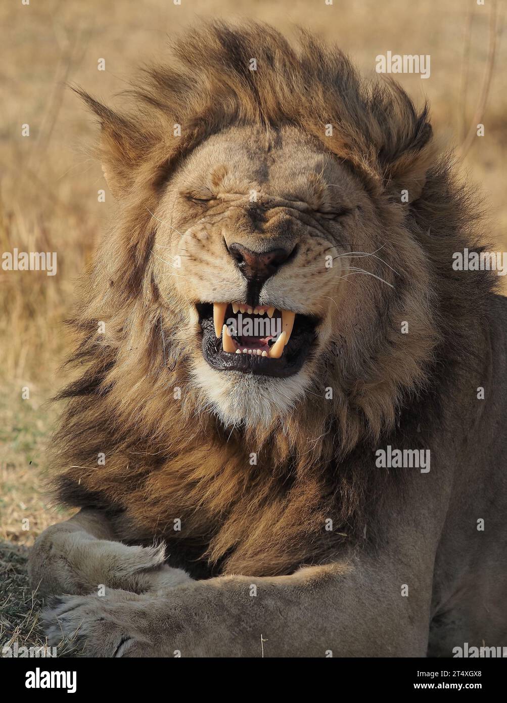 Afrikanischer Löwe, ein männlicher Stolz, der 4 Brüder hatte, die den Stolz anführten! Stockfoto