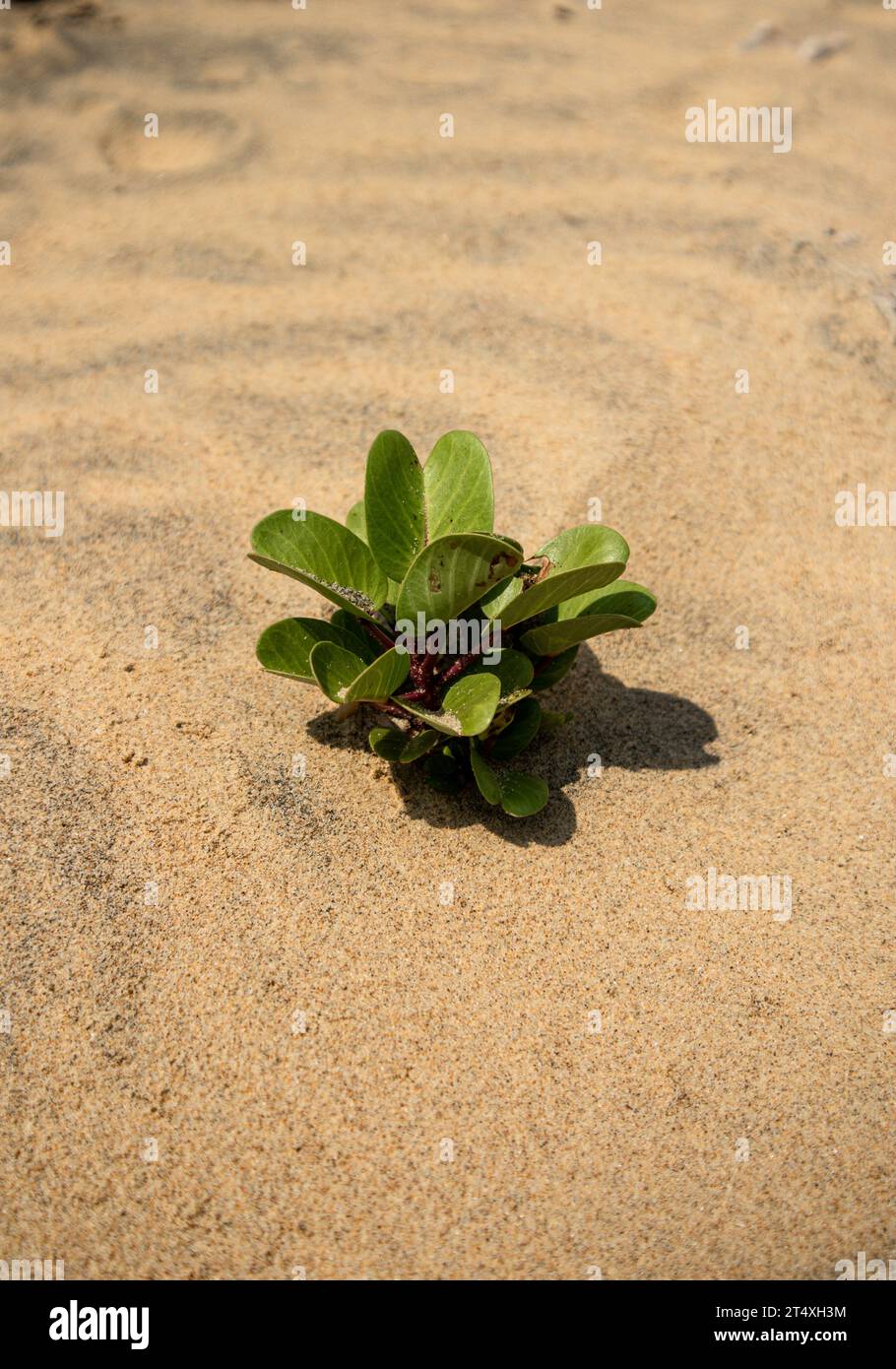 Die Ziegenfußpflanze Beach Morning Glory oder Ipomoea pes-caprae ist eine Kräuterpflanze, die am Strand wächst Stockfoto