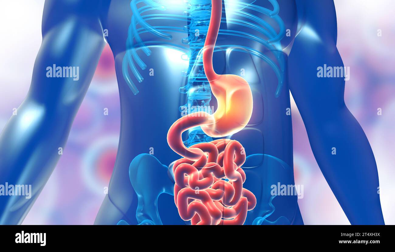 Die Menschliche Körpermagenanatomie. 3D-Abbildung Stockfoto