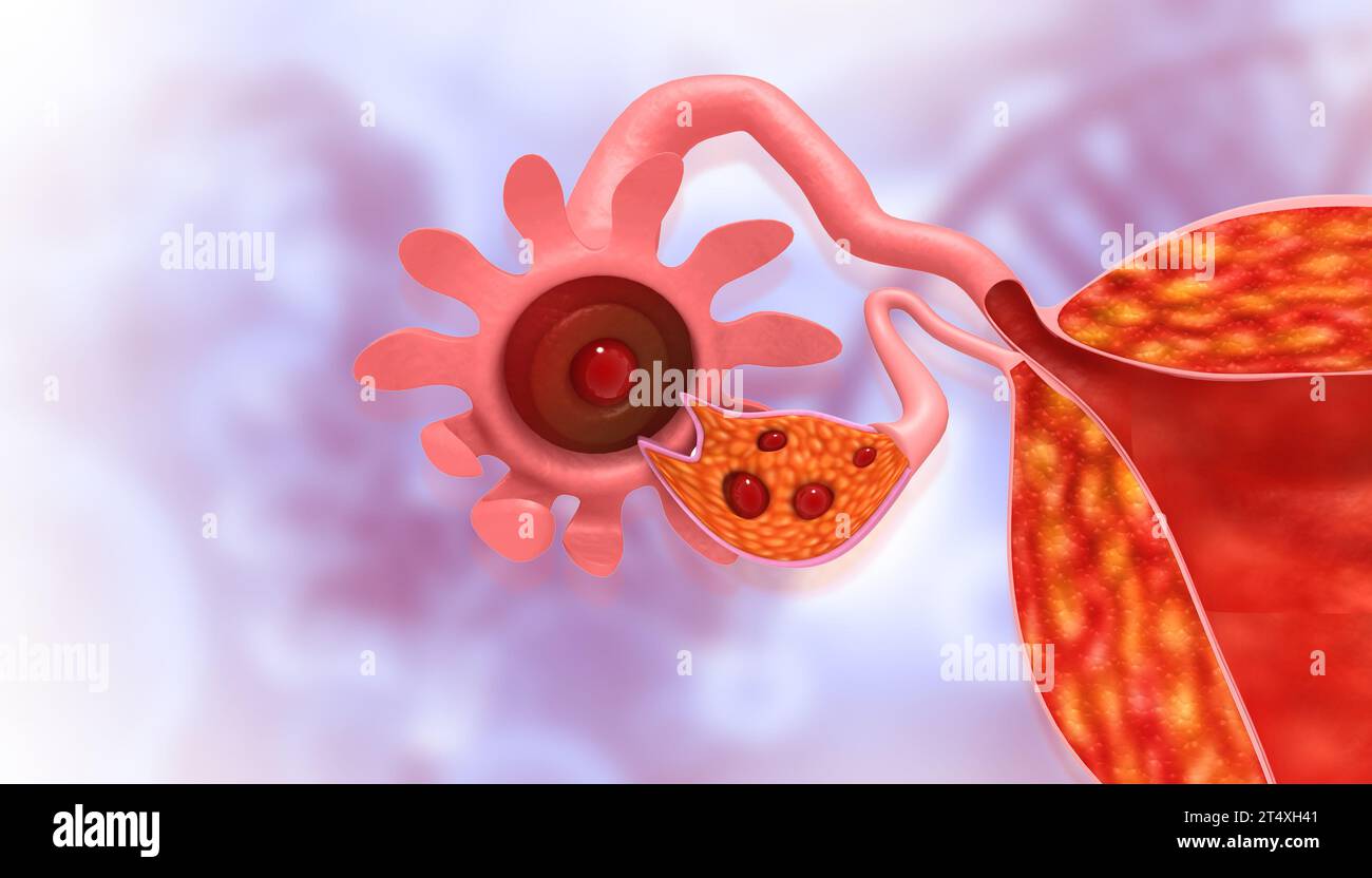 Menschliche Anatomie weibliches Reproduktionssystem. Uterusanatomie. 3D