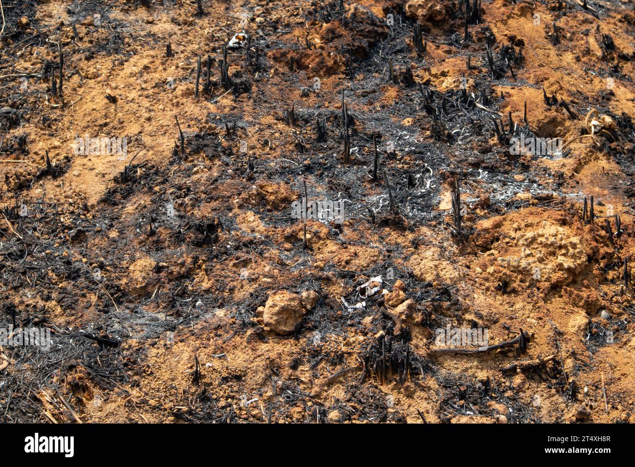 Waldbrände treten in tropischen Wäldern während der Trockenzeit auf Stockfoto