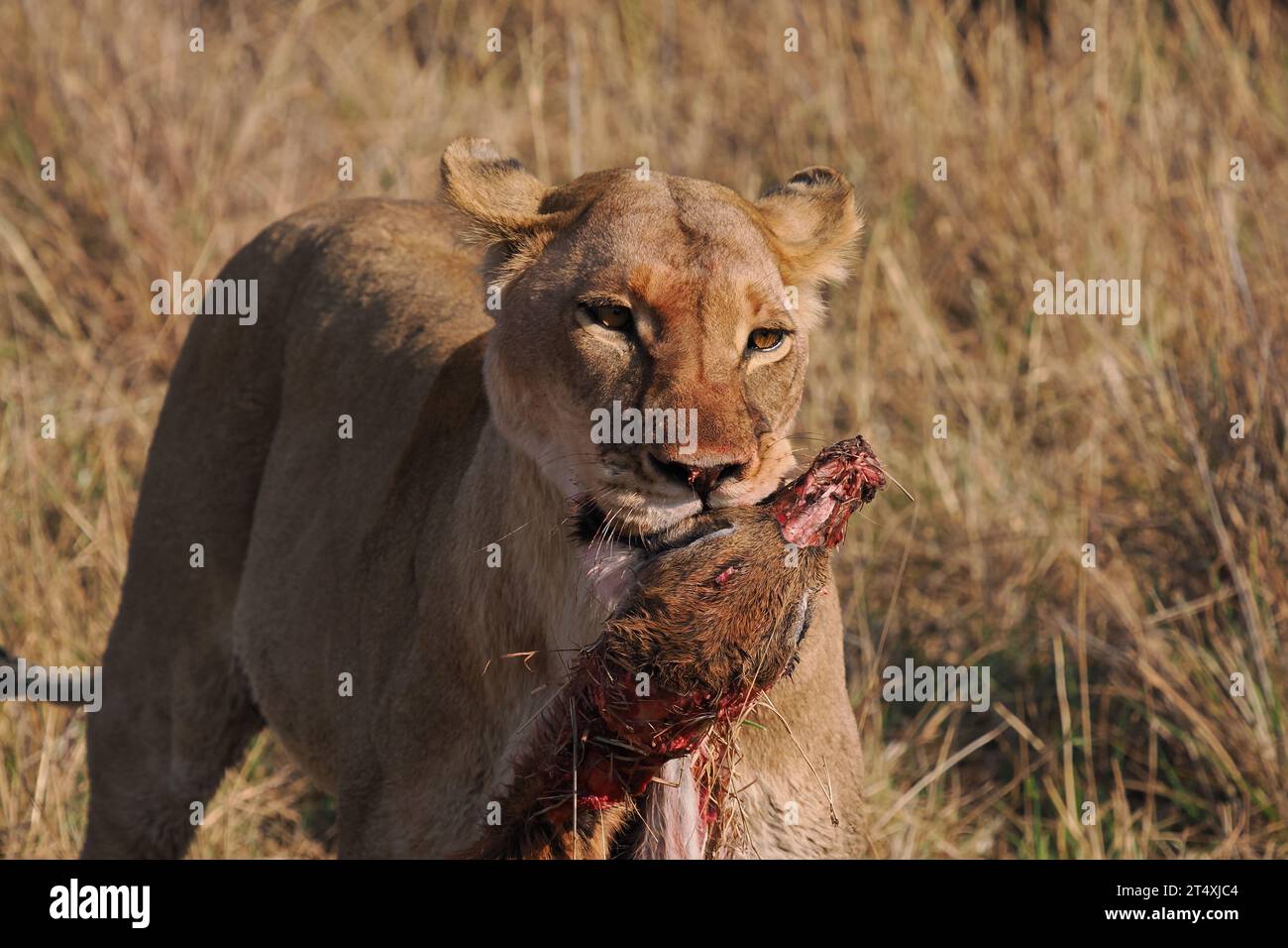 Afrikanische Löwe mit Antilopenmord hatte zwei gut entwickelte Jungen bei sich. Stockfoto