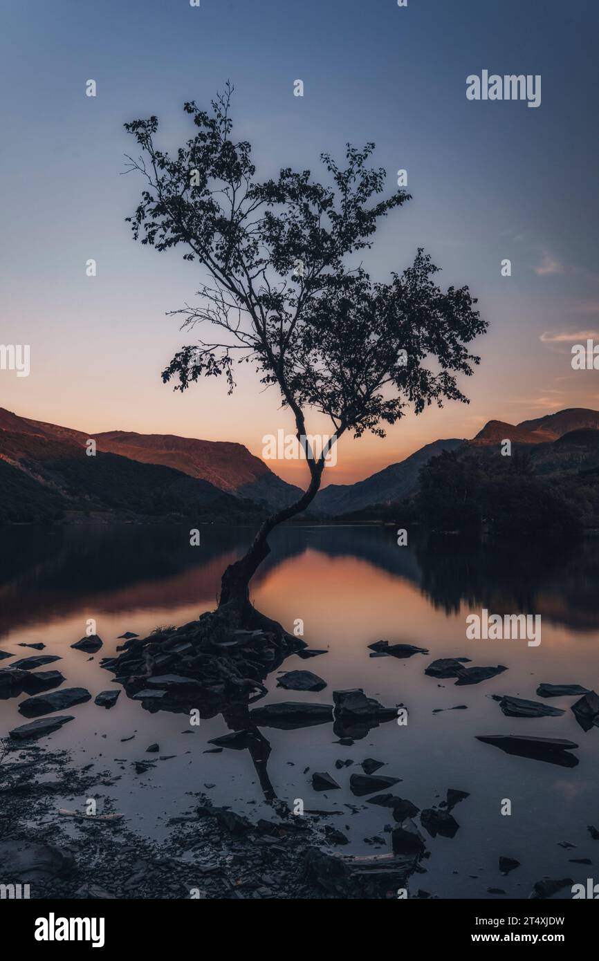 Einsamer Baum, Llanberis, Wales, Großbritannien Stockfoto