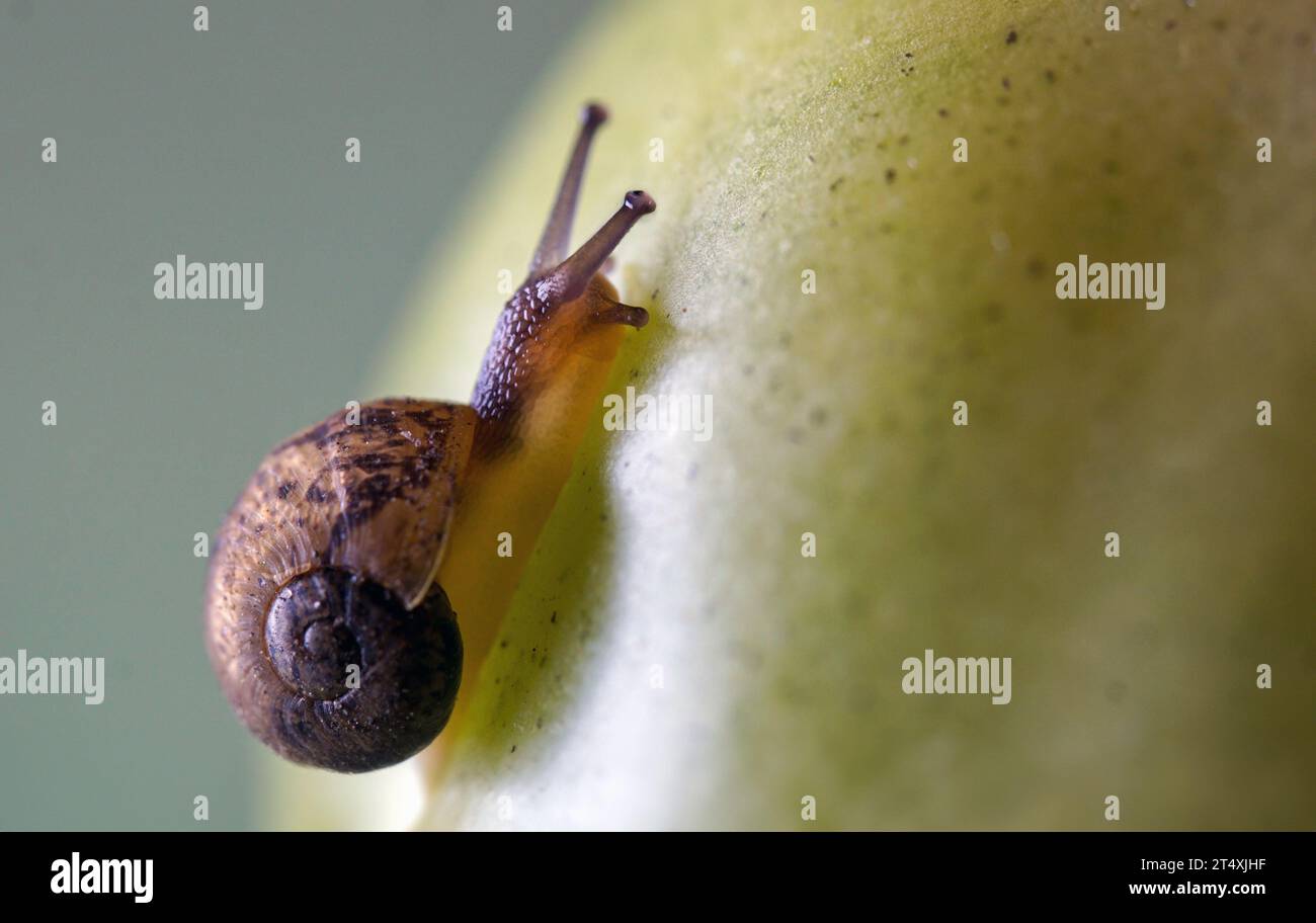 Miniaturschnecke auf grüner Tomate Stockfoto
