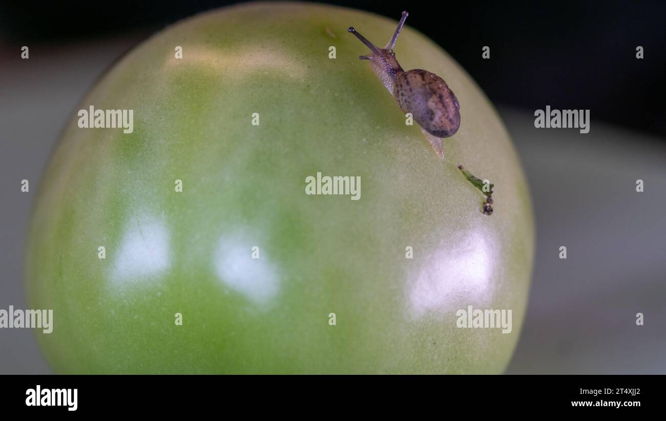 Miniaturschnecke auf grüner Tomate Stockfoto