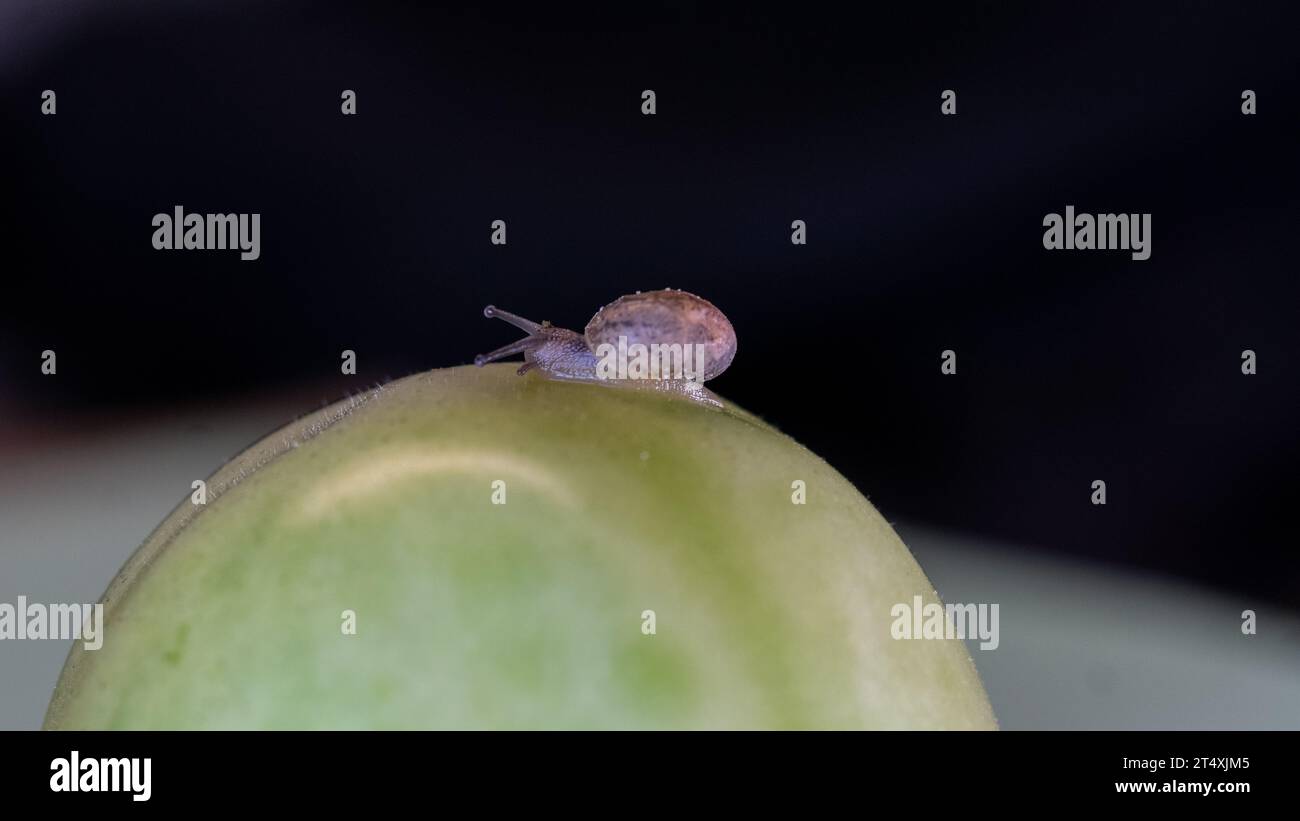Miniaturschnecke auf grüner Tomate Stockfoto