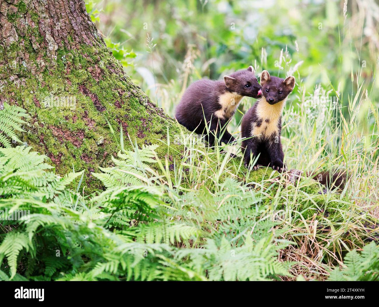 Pine Marder küssen SCHOTTLAND BERÜHRENDE Bilder von zwei bezaubernden britischen Pine marder zeigen, wie einer von ihnen seinen Gefährten liebevoll mit Küssen duscht. Stockfoto