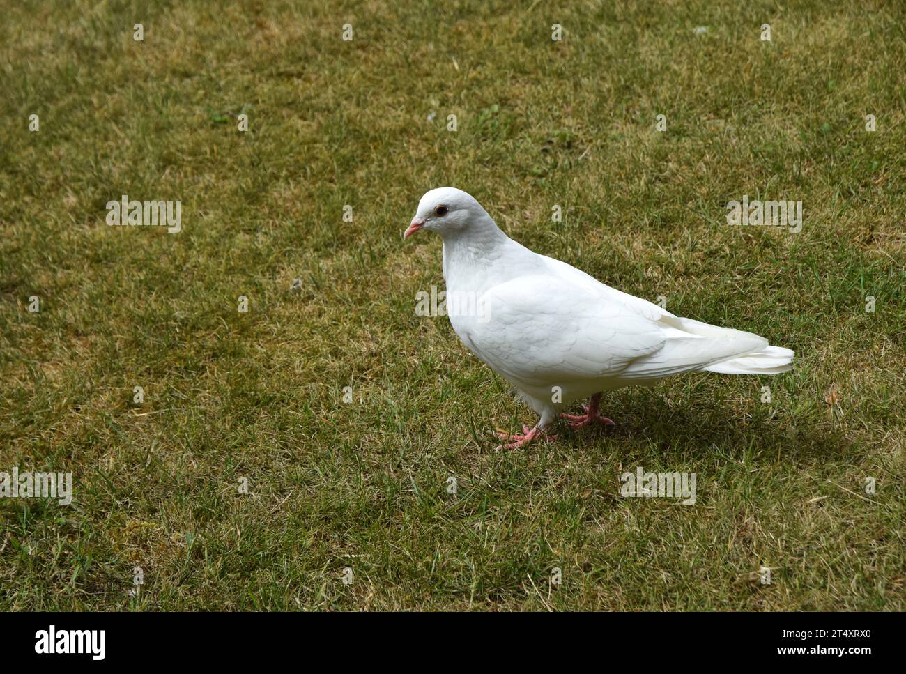 Weiße Taube, die auf Gras steht Stockfoto