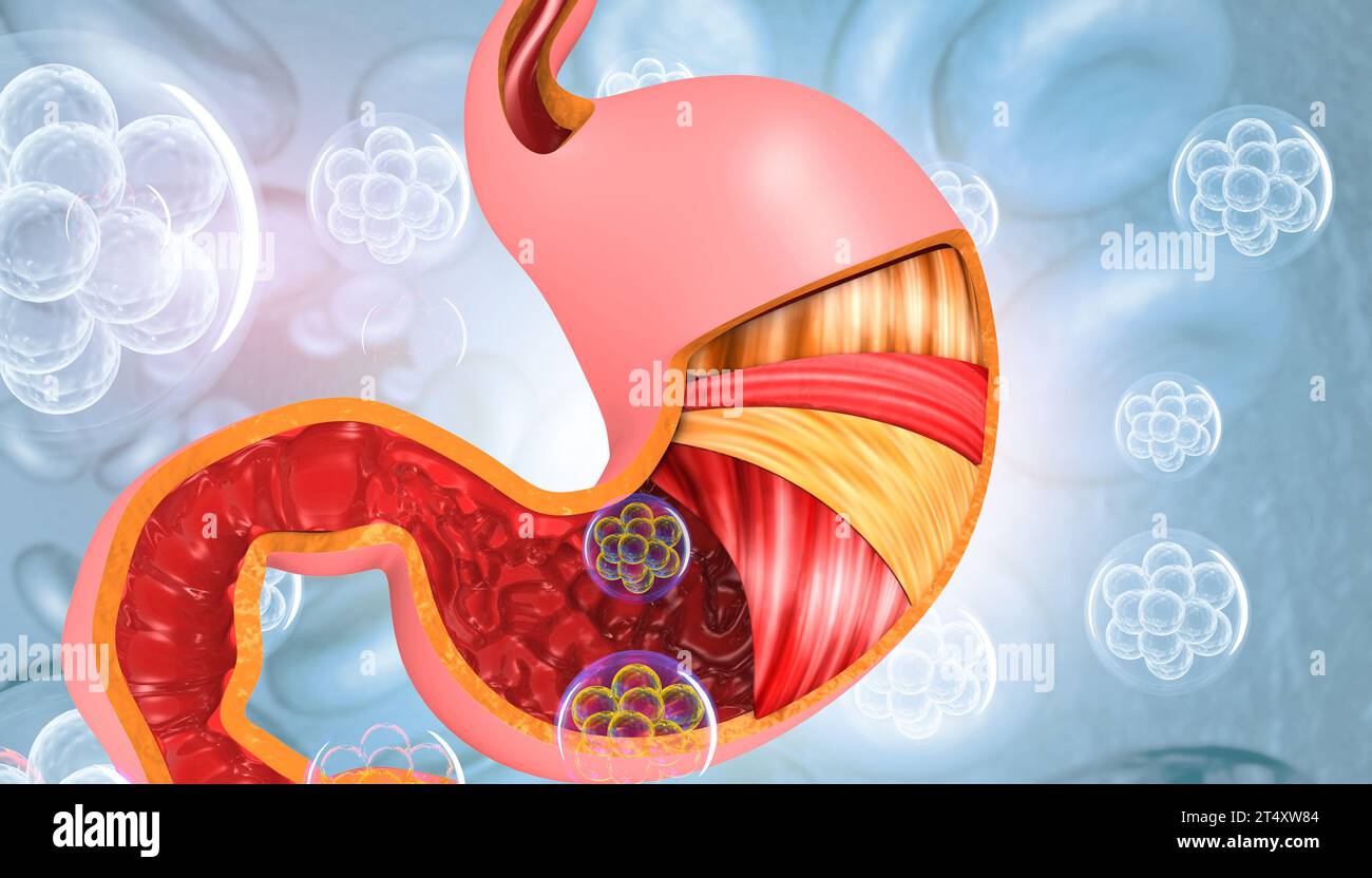 Anatomie des Magens. 3D-Abbildung Stockfoto