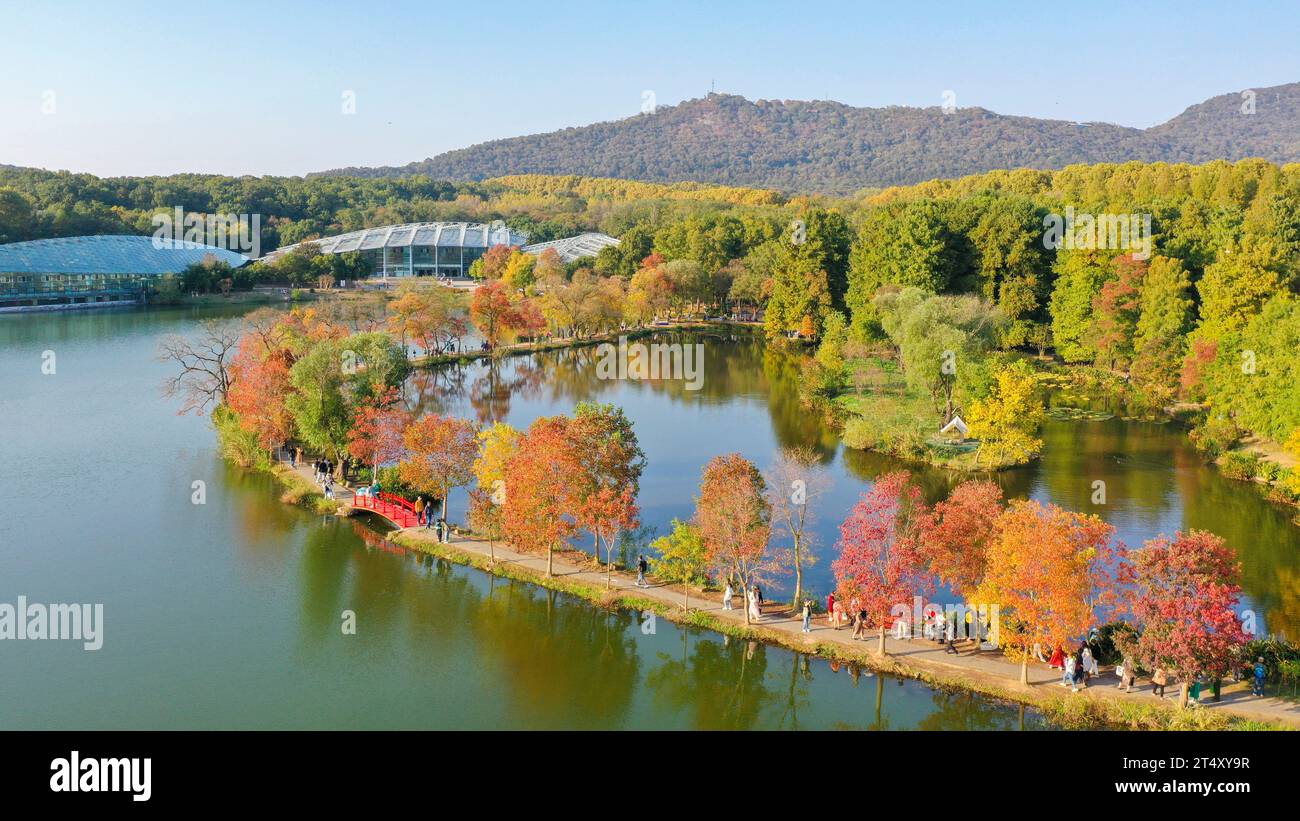 NANJING, CHINA - 2. NOVEMBER 2023 - Touristen genießen die herbstliche Landschaft im Zhongshan Botanischen Garten in Nanjing, Provinz Jiangsu, China, 2. November 20 Stockfoto