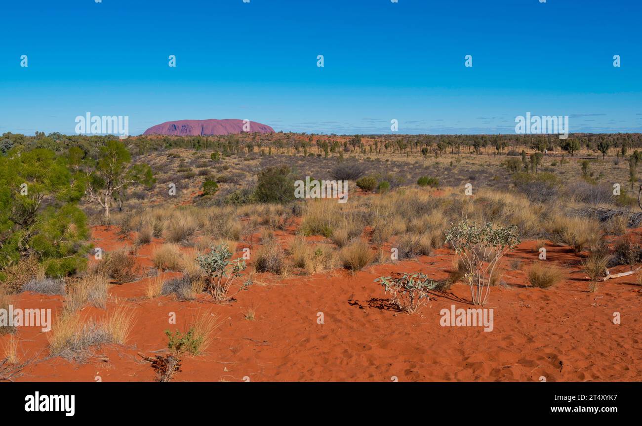 Vom Yalara (Ayers Rock Resort) aus gedeihen Spinifex, Mulga und Desert Oaks im roten Sandboden rund um Uluru im Northern Territory, Australien Stockfoto
