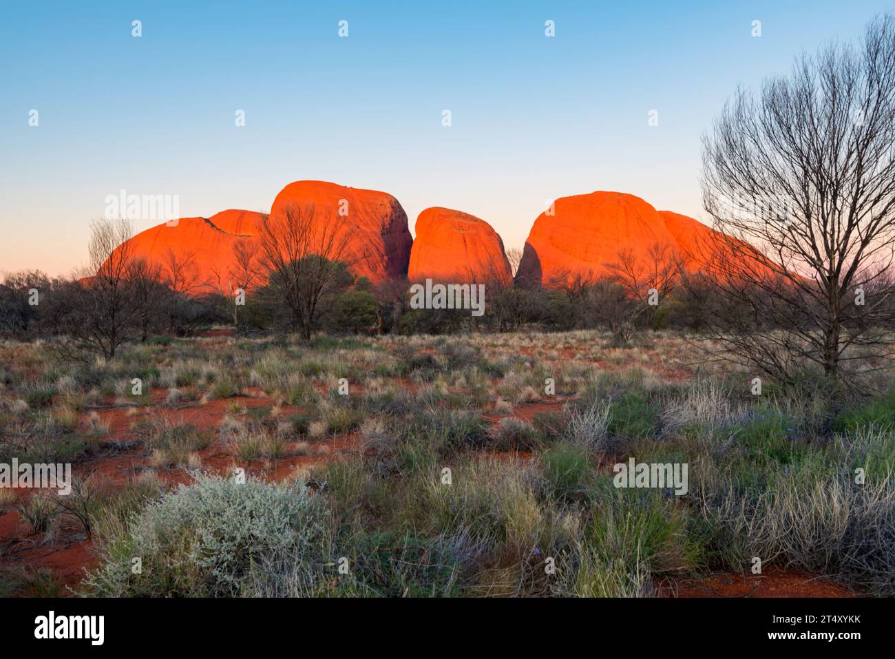 Die letzten Sonnenstrahlen leuchten Kata Tjuta (die Olgas) kurz vor Sonnenuntergang im Uluru-Kata Tjuta National Park, Northern Territory, Australien Stockfoto