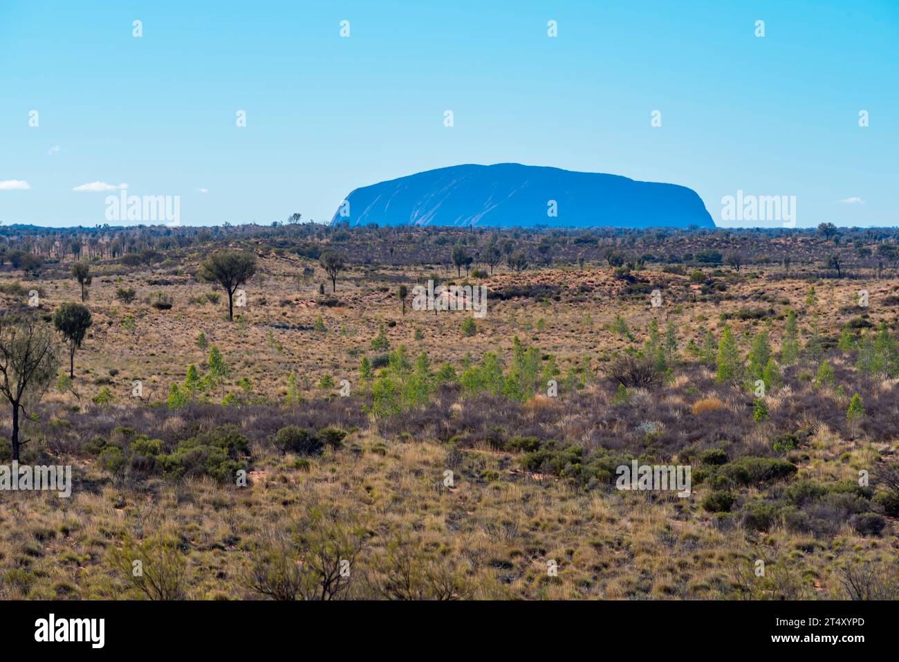 Von der Kata Tjuta (die Olgas) Sonnenaufgang-Aussichtsplattform vor Sonnenaufgang betrachtet, erscheint der Uluru blau durch den Morgennebel im Northern Territory, Australien Stockfoto