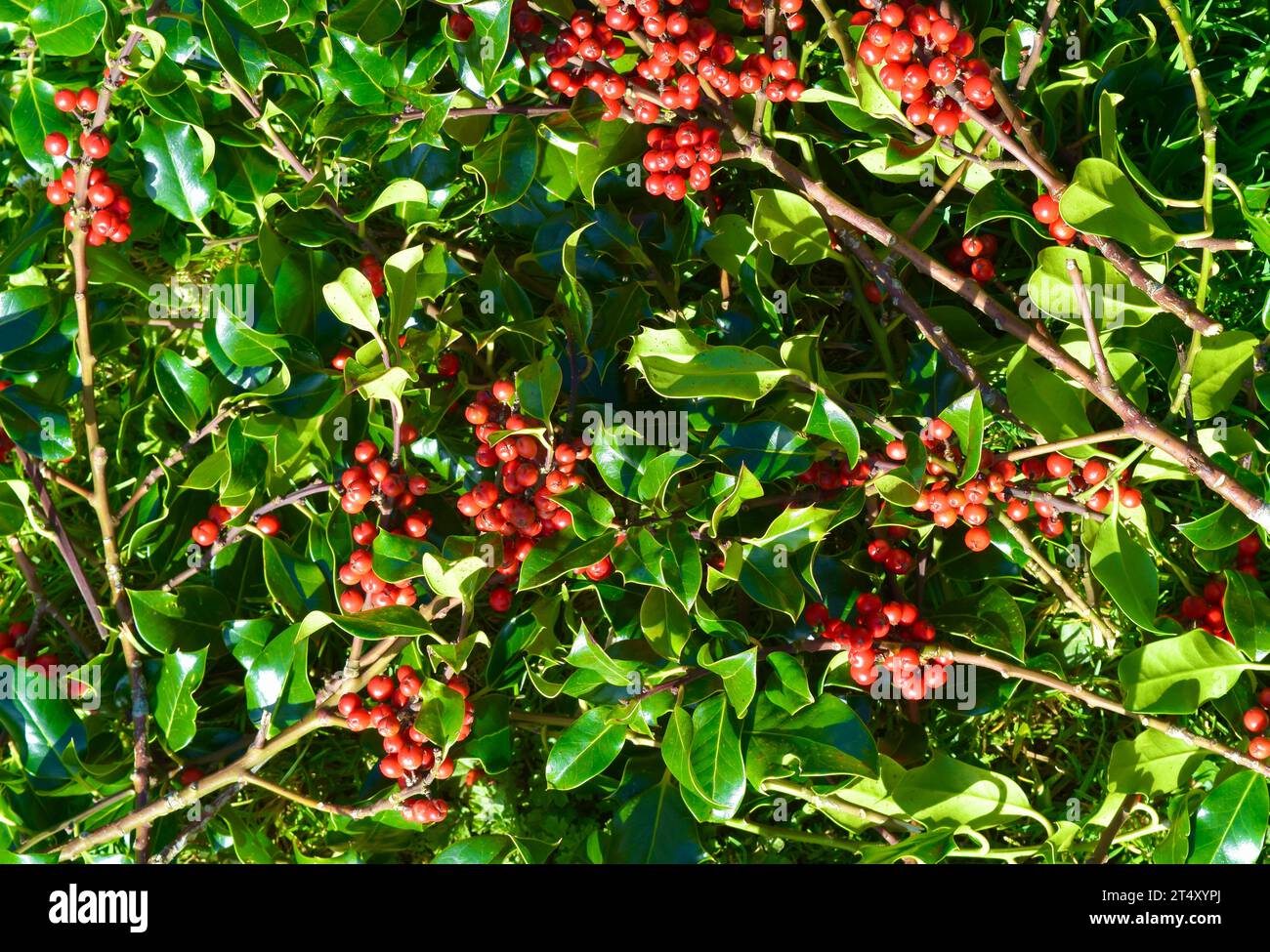 weihnachtsbaum mit roten Beeren, Hintergrunddekoration Stockfoto