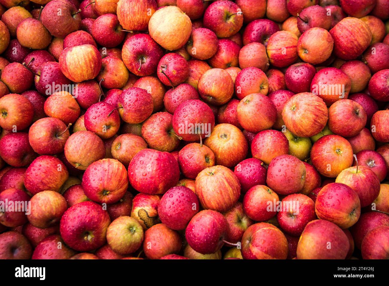 Äpfel zum Maischen in einer Destillerie, Lienz, Osttirol, Österreich Stockfoto
