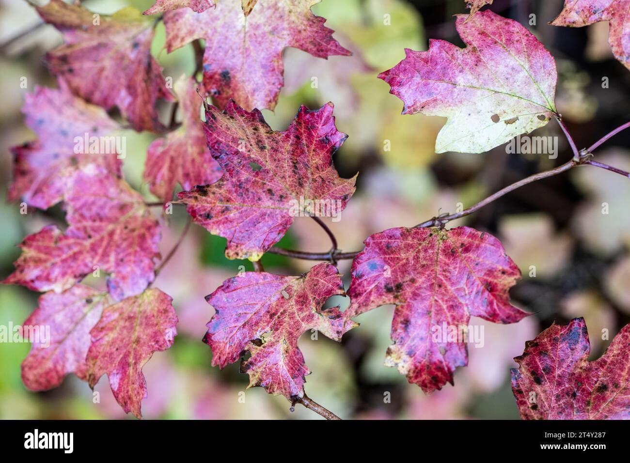 Gelderrose (Viburnum opulus), Herbstlaub, Emsland, Niedersachsen, Deutschland Stockfoto