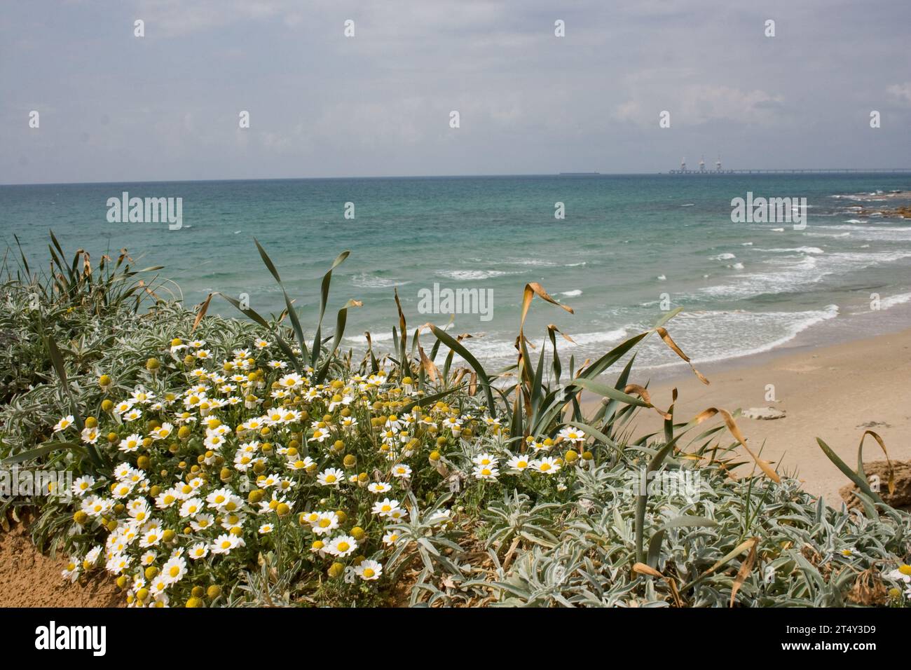 Gemeinsame Kamille Stockfoto