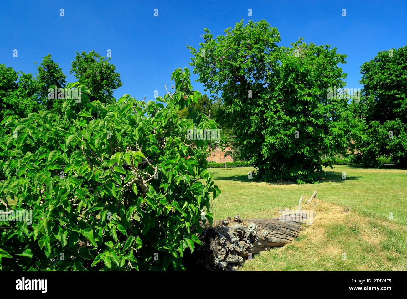 Black Mulberry, Morus nigra, National History Museum, Amgueddfa Werin Cymru, St. Fagans, Cardiff. Stockfoto