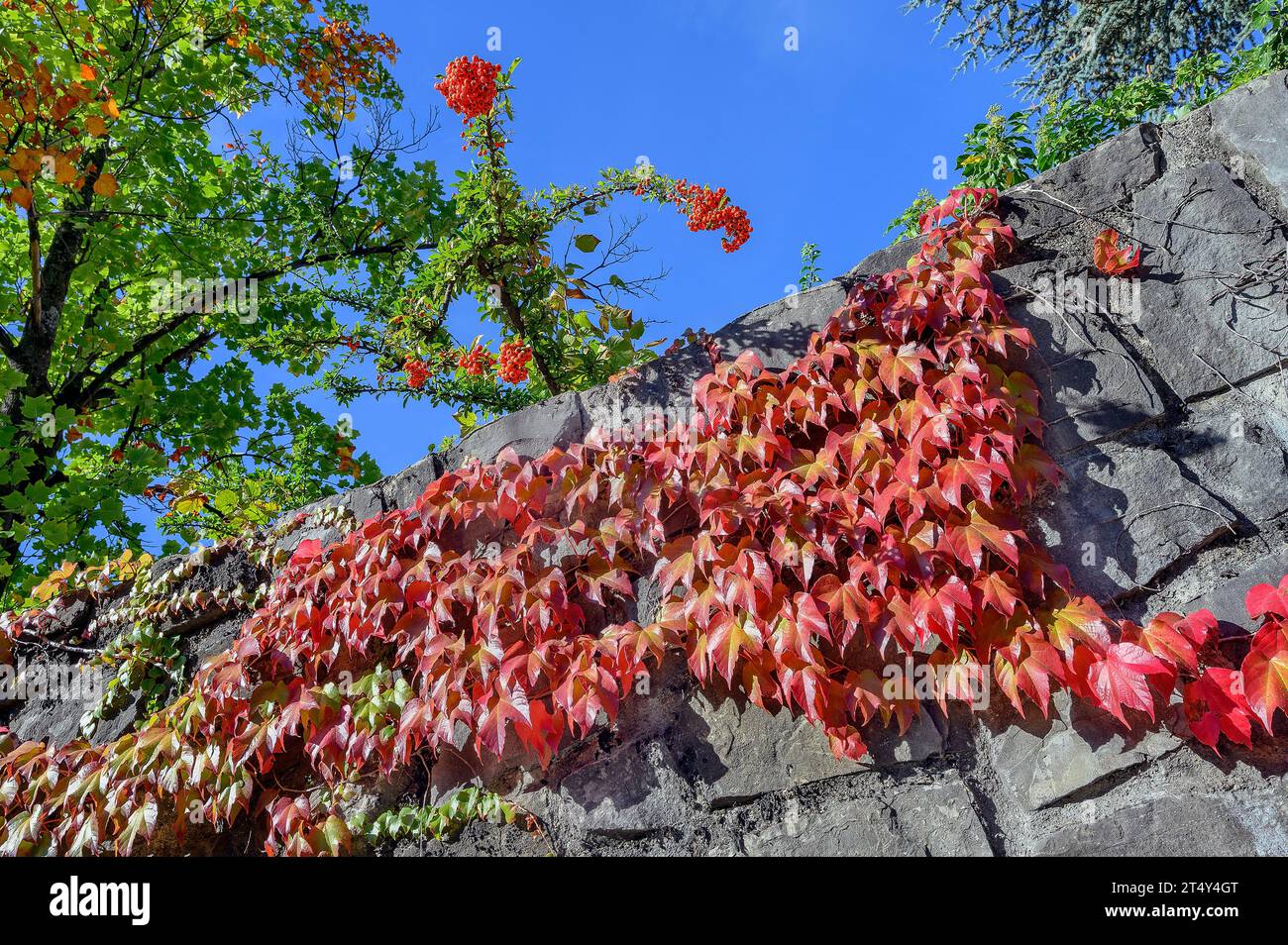 Stadtmauer mit Wildrebe, bostoner Efeu (Parthenocissus tricuspidata) und gemeiner Hackbeere (Sorbus aria s. str.), Kempten, Schwaben, Bayern, Deutschland Stockfoto