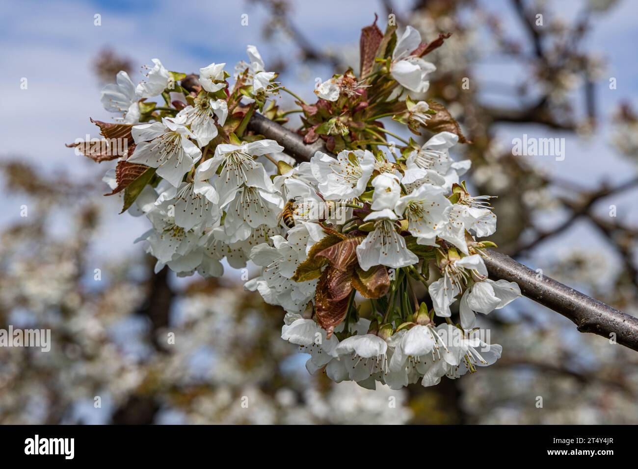 Obstblüte im Alten Land Stockfoto