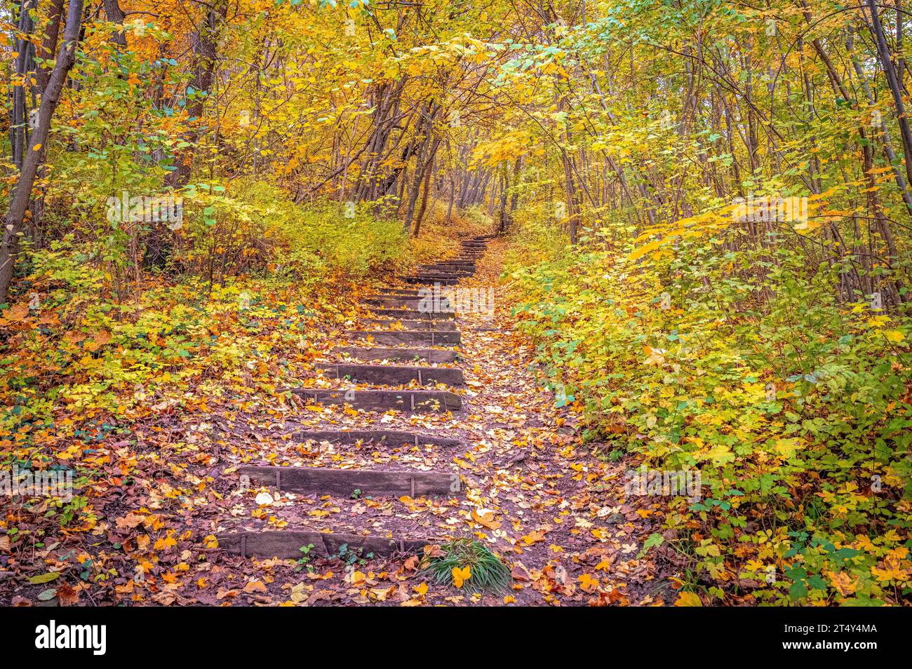 Stufen im Wald im Herbst, Jena, Thüringen, Deutschland Stockfoto
