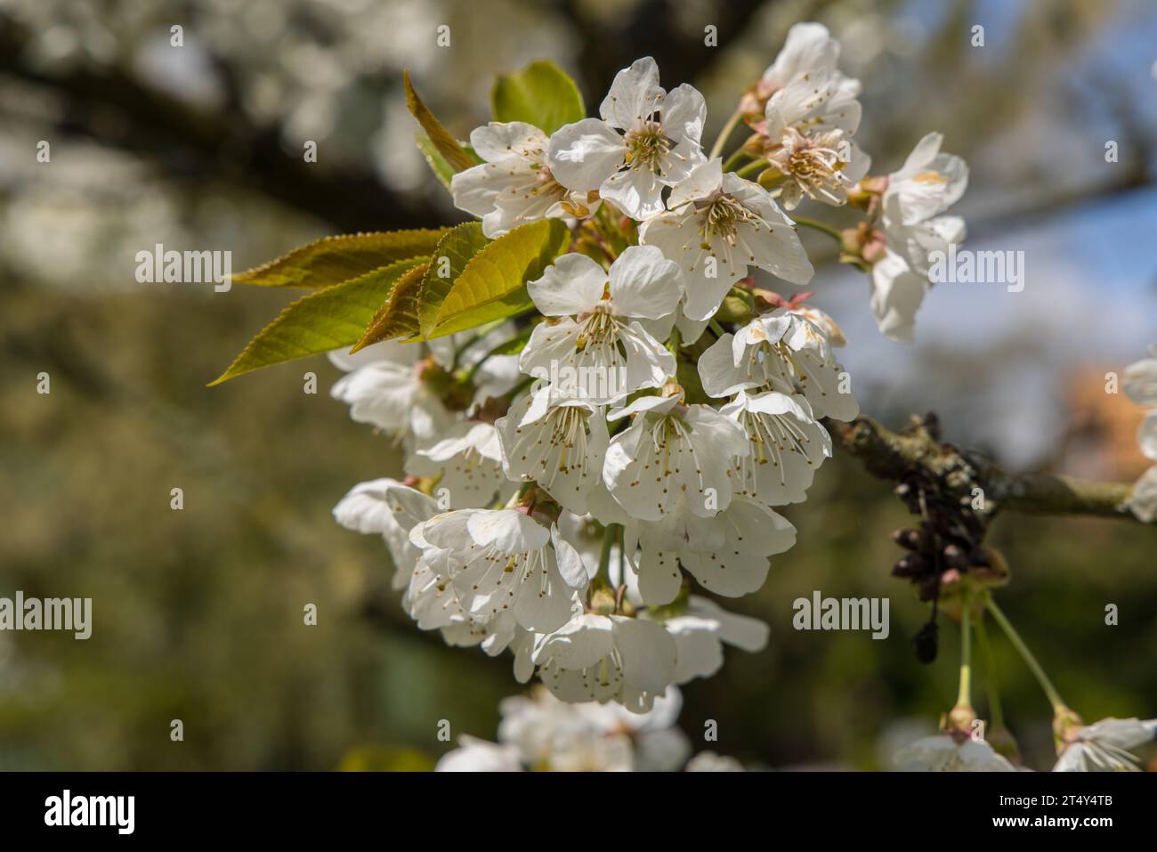 Obstblüte im alten Land Stockfoto