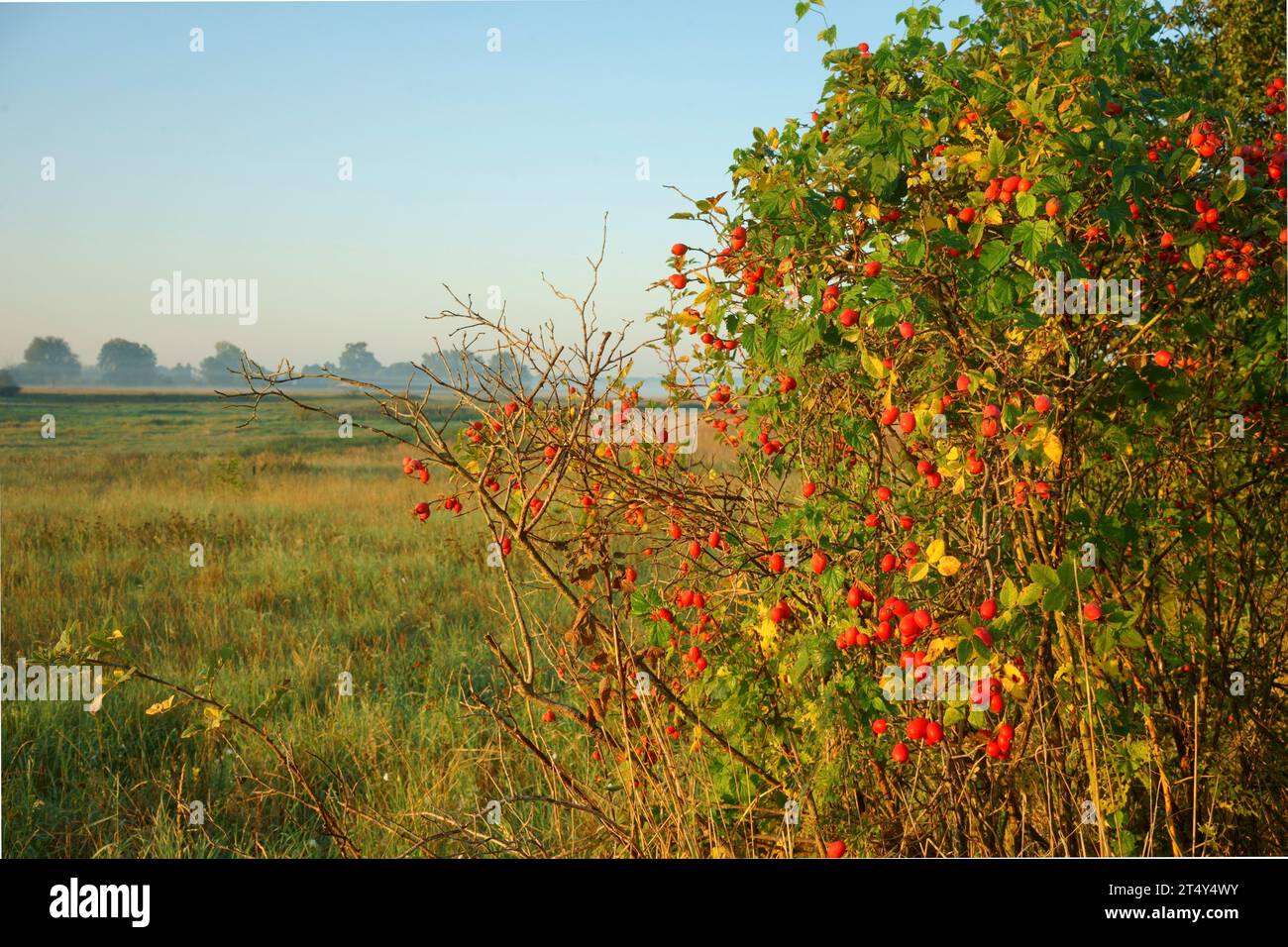 Rote Hagebutten einer rosa canina (Rosa corymbifera), Brandenburg, Kloetzin Stockfoto