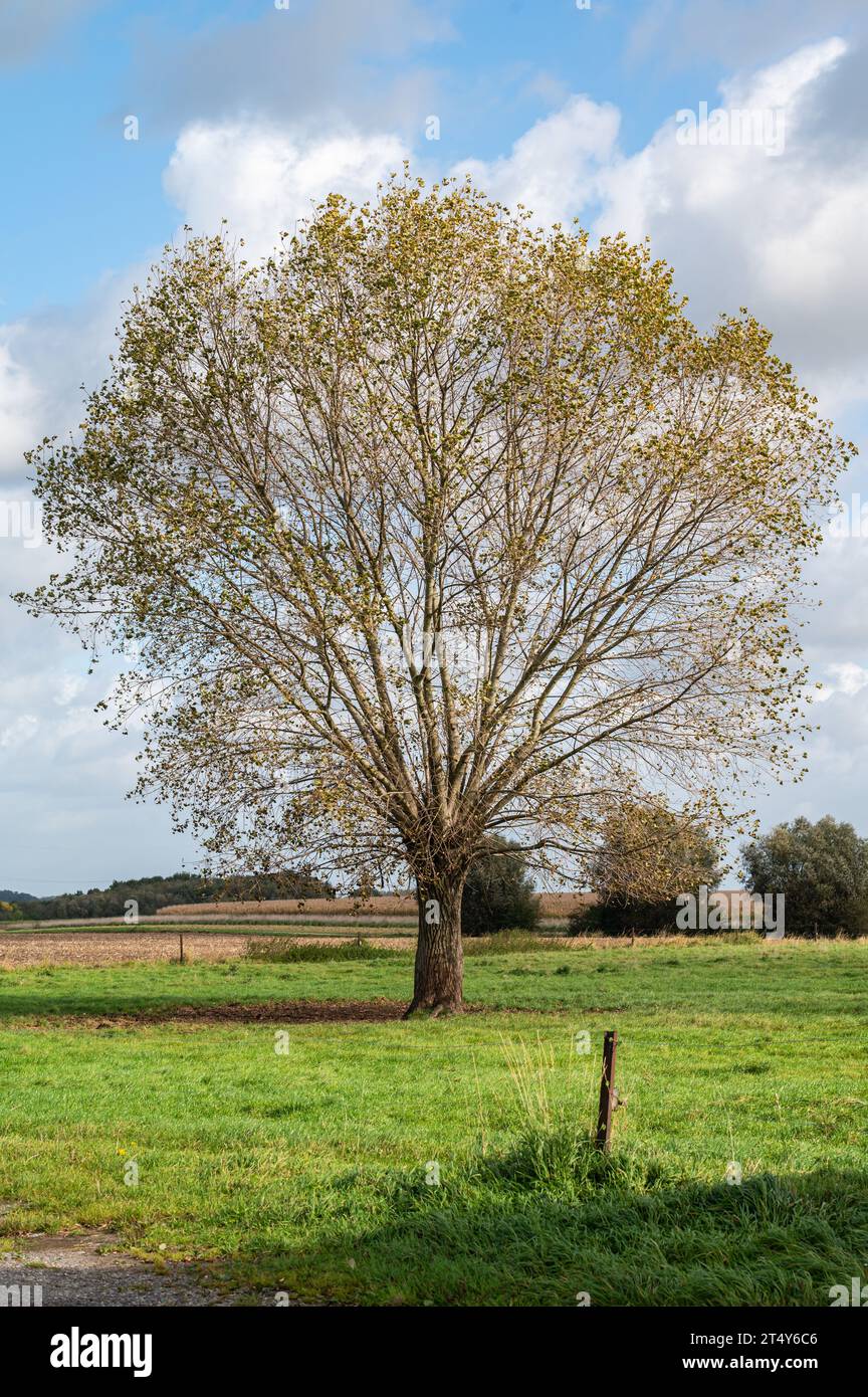 Einsame Eiche in den landwirtschaftlichen Feldern von Relegem, Asse, Belgien Stockfoto