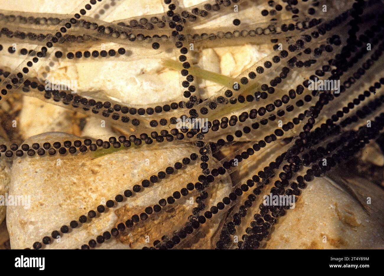 Eier der Europäischen Grünen Kröte (Bufotes sitibundus) Stockfoto