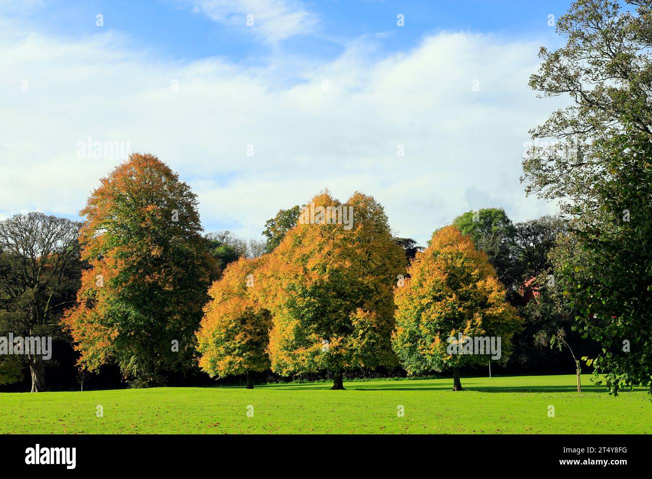 Herbstfarben Llandaff Fields, Cardiff, South Wales, Großbritannien. Stockfoto
