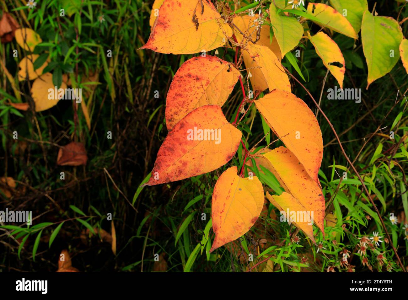 Japanische Knotenweed Reynoutria japonica, Herbst, Wales. Stockfoto