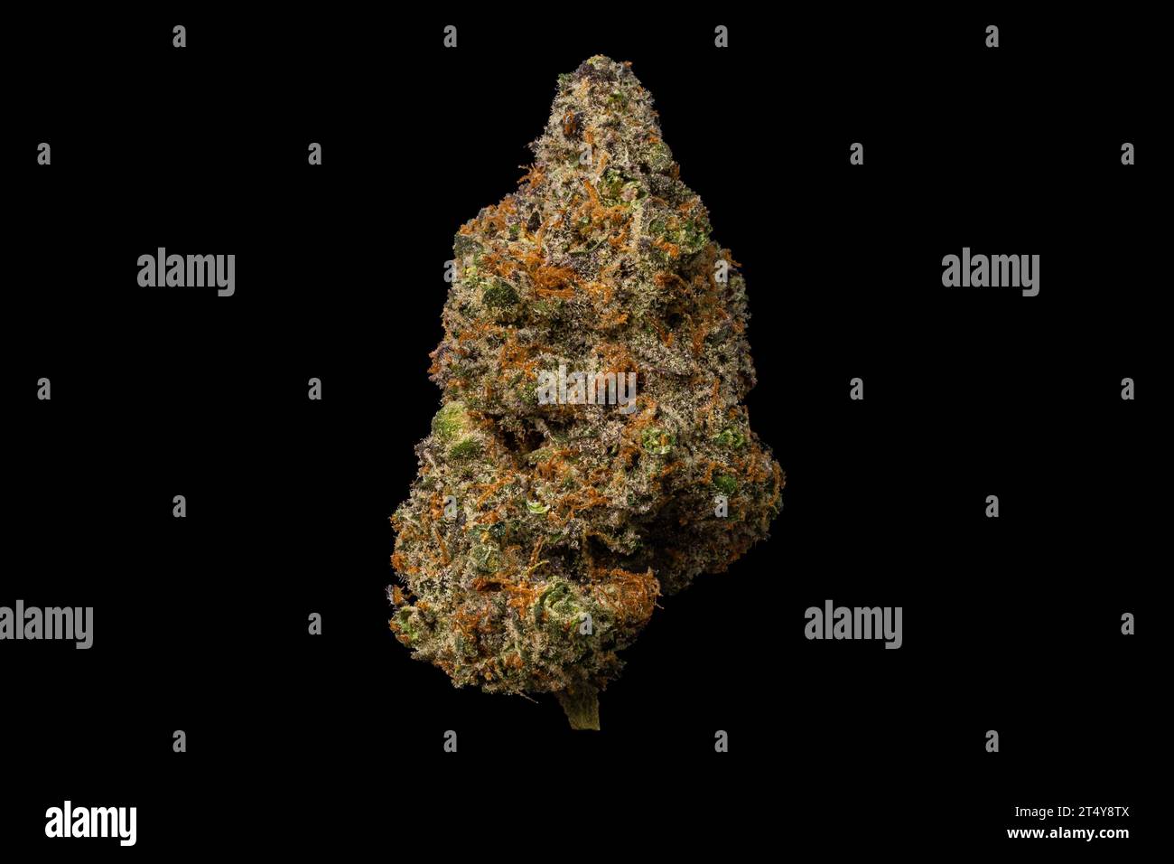 Getreidemilchsorte - Trockene Cannabisblume Auf Schwarzem Hintergrund Stockfoto