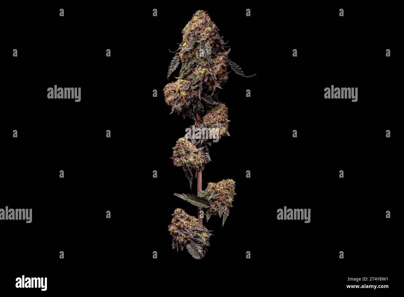 Eiskuchen - Lebende Cannabispflanze Voller Arm Auf Schwarzem Hintergrund Stockfoto