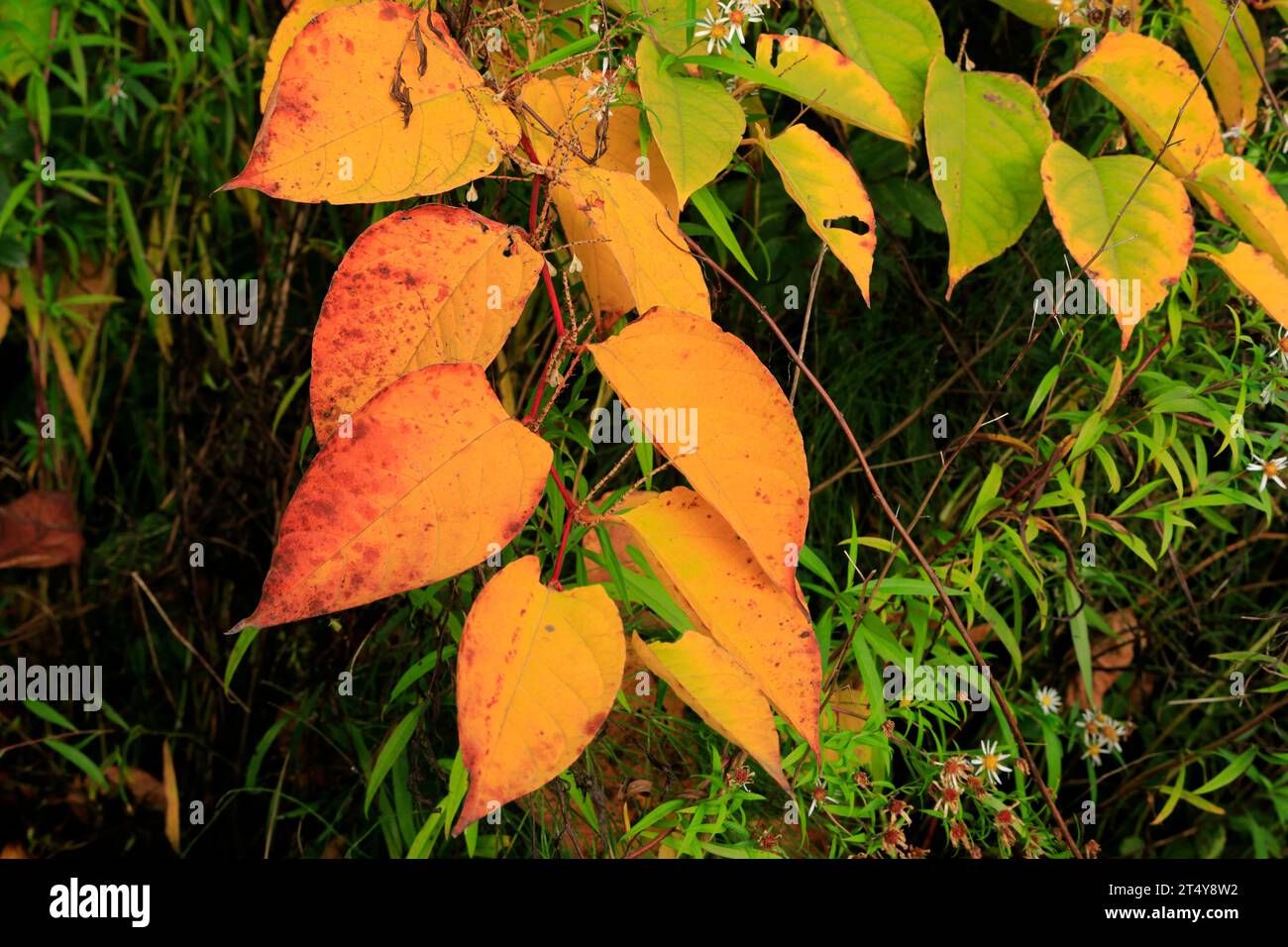 Japanische Knotenweed Reynoutria japonica, Herbst, Wales. Stockfoto