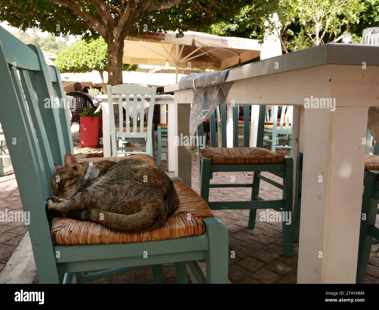 Griechische Katze schläft auf einem Tavernasessel. Zakynthos, Griechenland Stockfoto