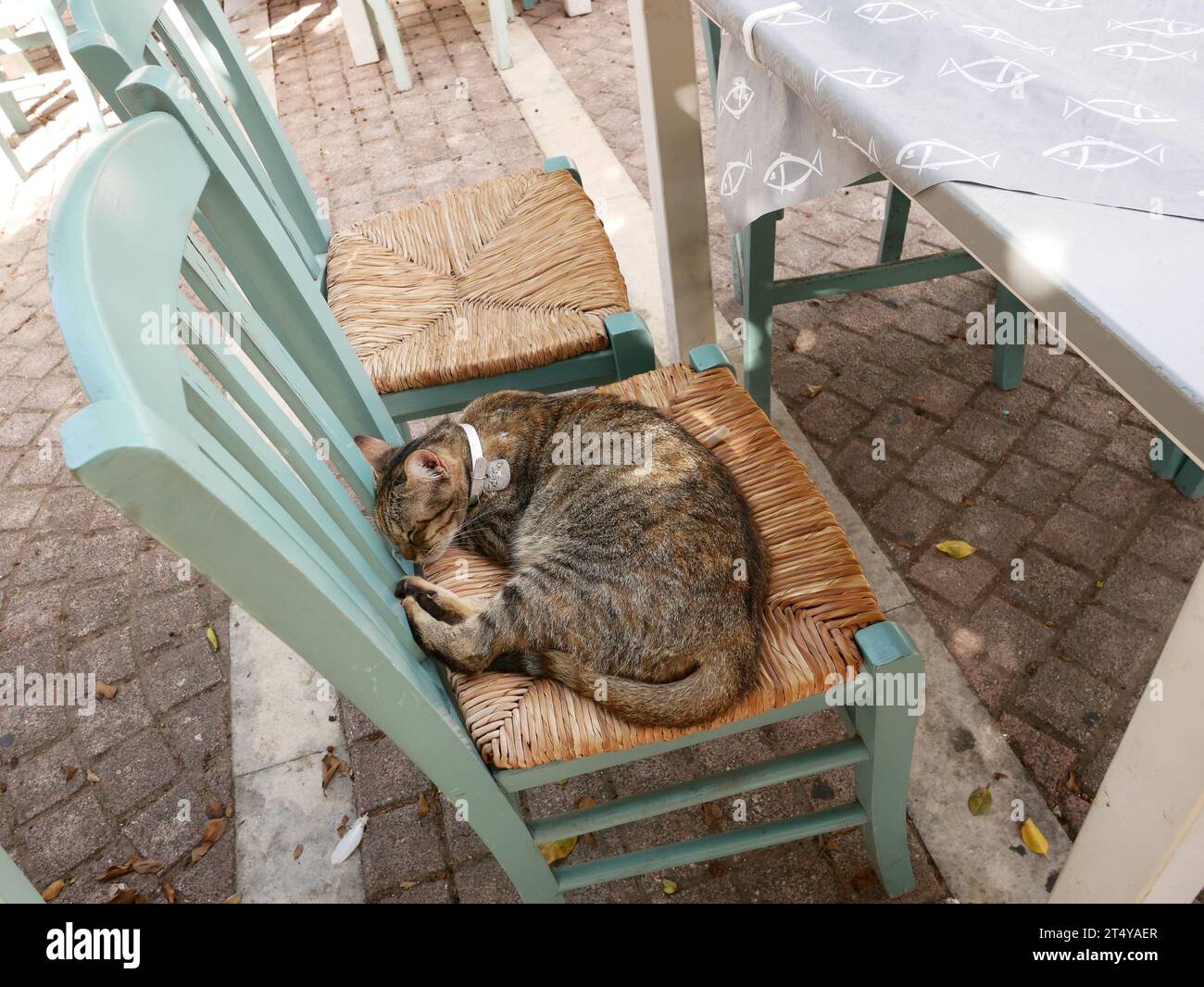 Griechische Katze schläft auf einem Tavernasessel. Zakynthos, Griechenland Stockfoto