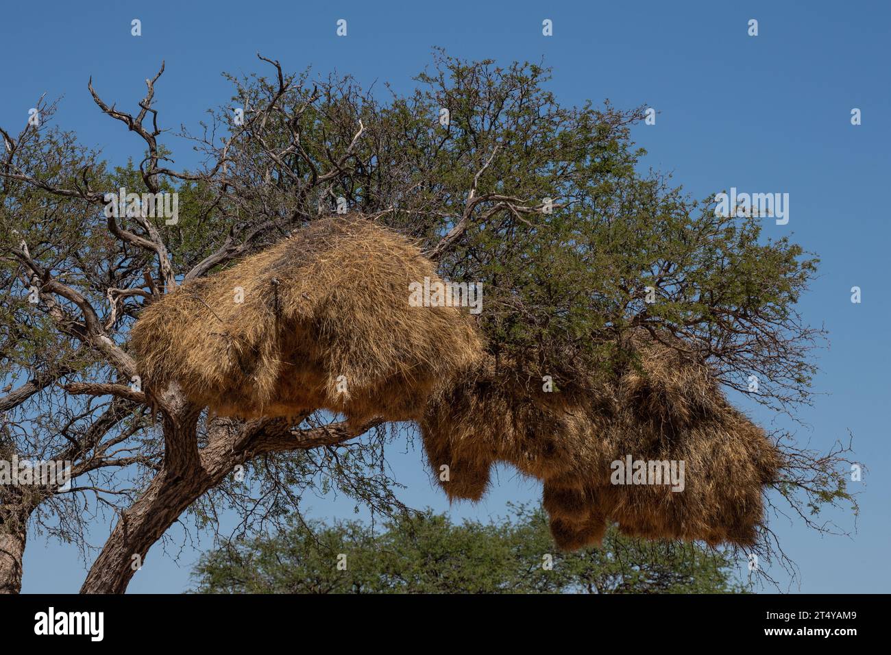 Geselliges Webernest, Philetairus socius, Ploceidae, Namibia, Afrika Stockfoto