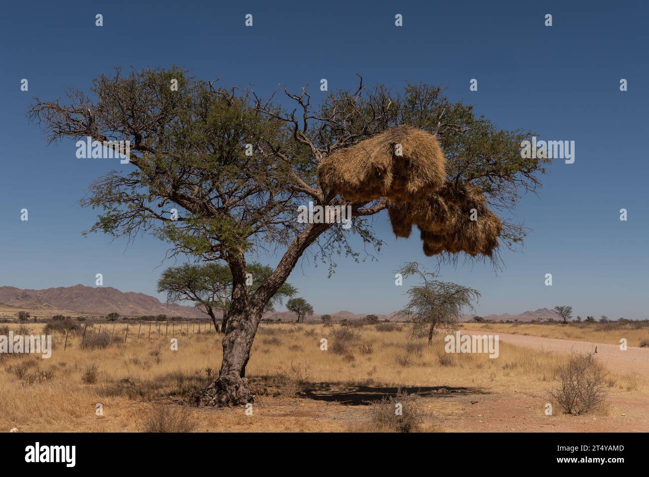 Geselliges Webernest, Philetairus socius, Ploceidae, Namibia, Afrika Stockfoto