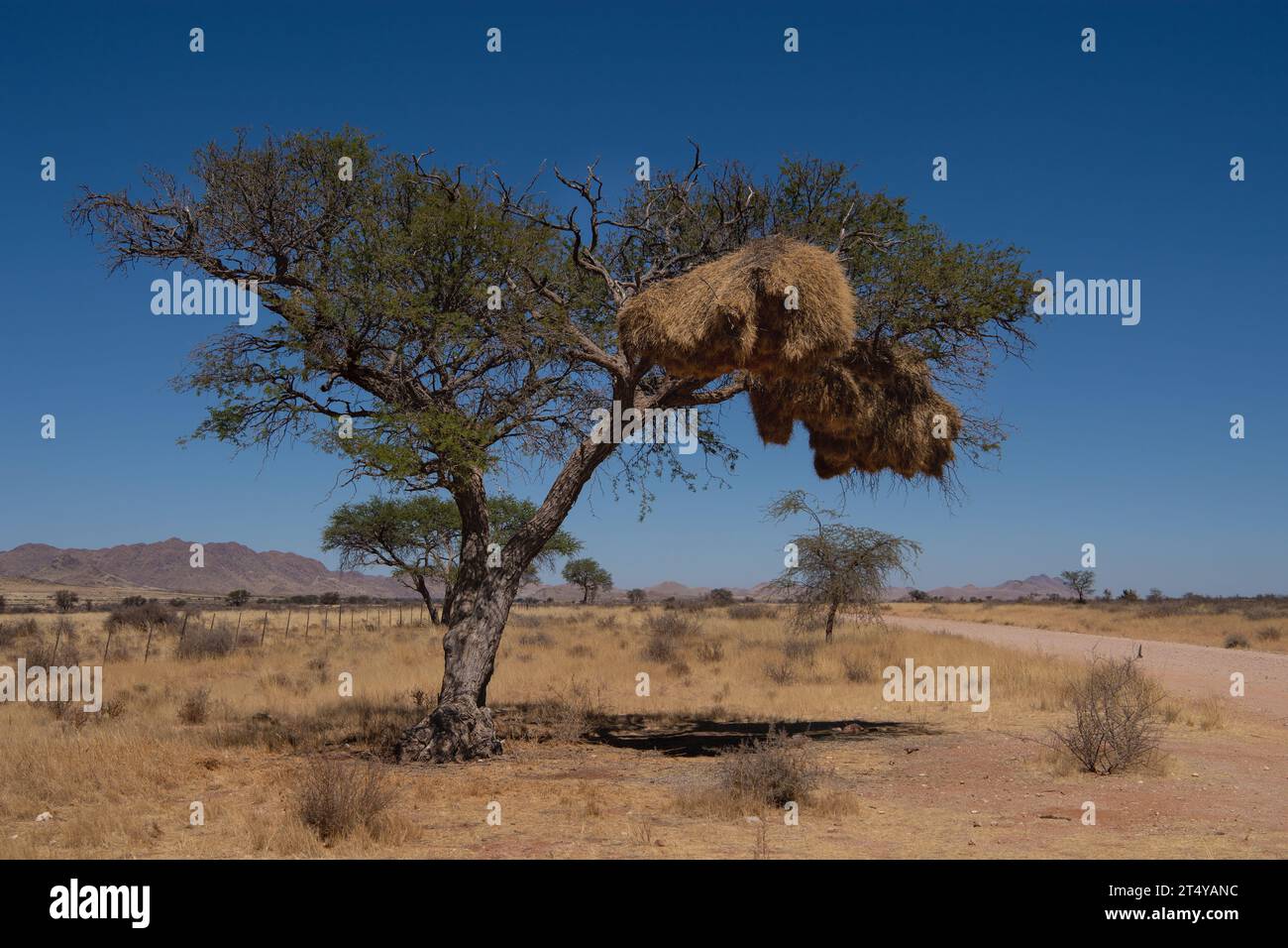 Geselliges Webernest, Philetairus socius, Ploceidae, Namibia, Afrika Stockfoto