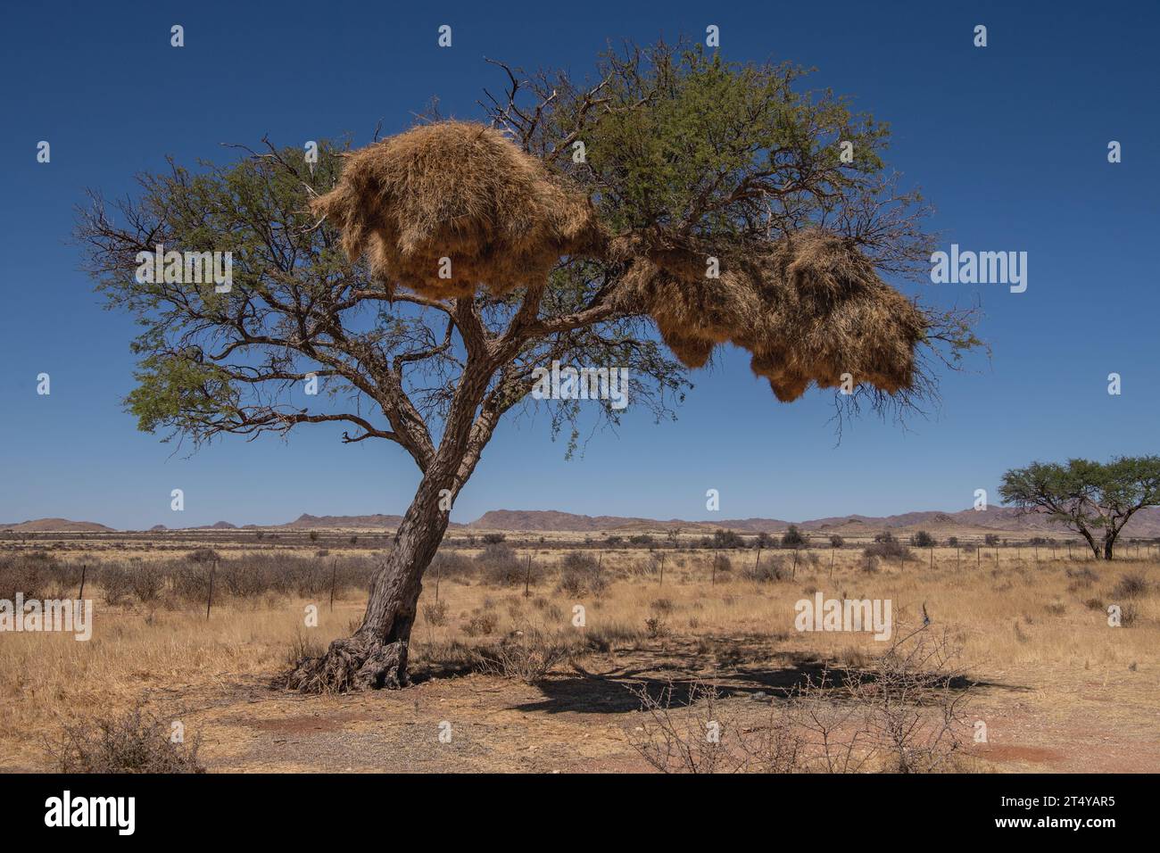 Geselliges Webernest, Philetairus socius, Ploceidae, Namibia, Afrika Stockfoto