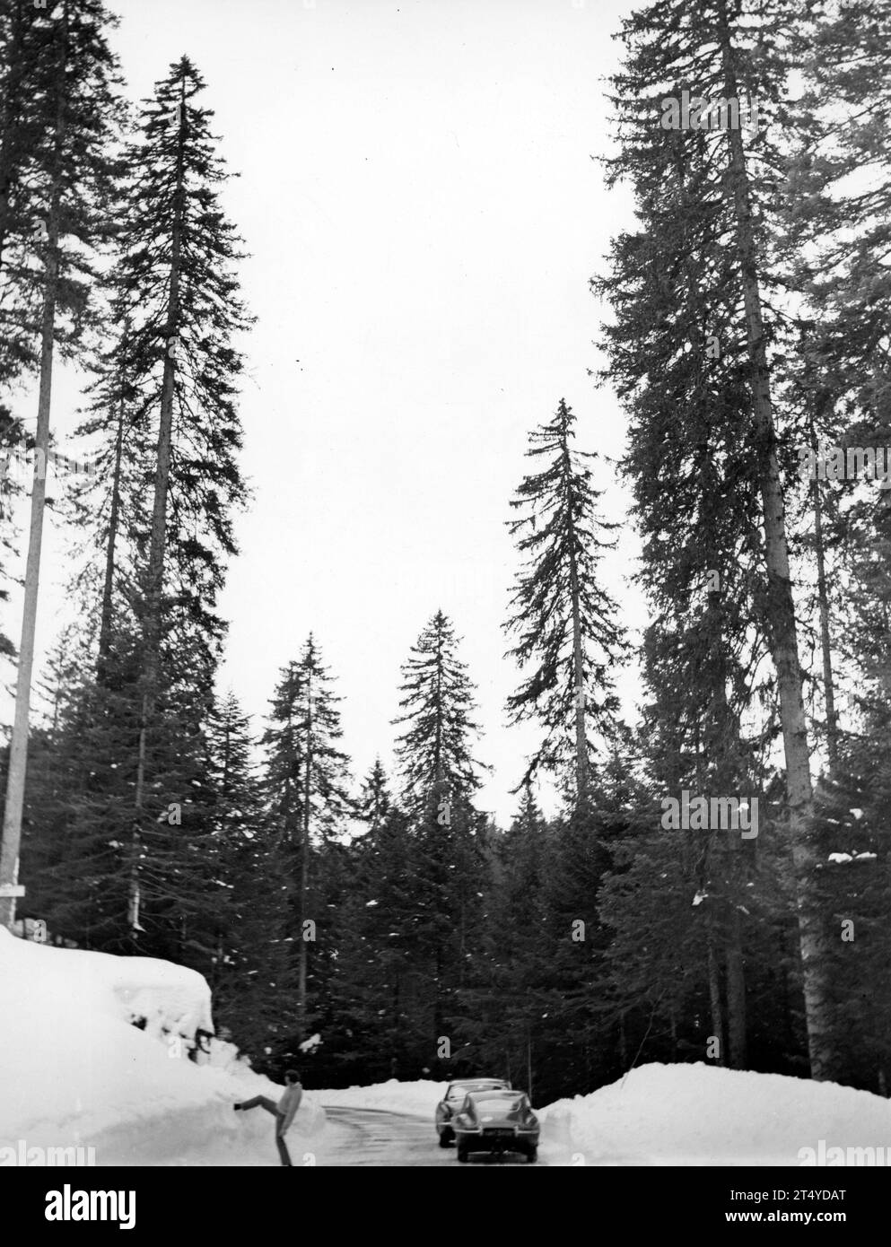 1961 Jaguar E-TYPE, Serie 1, Coupé mit festem Kopf. Folgen Sie einer Jaguar Mark X Limousine durch tiefe Schneewehungen und hohe Nadelbäume. Stockfoto