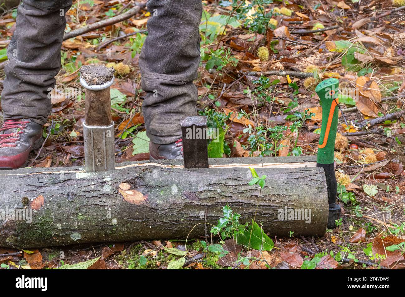 Mann, der Metallkeile und einen Hammer benutzt, um einen langen Kastanienbaum zu Spalten, um hölzerne Zaunpfähle zu machen Stockfoto